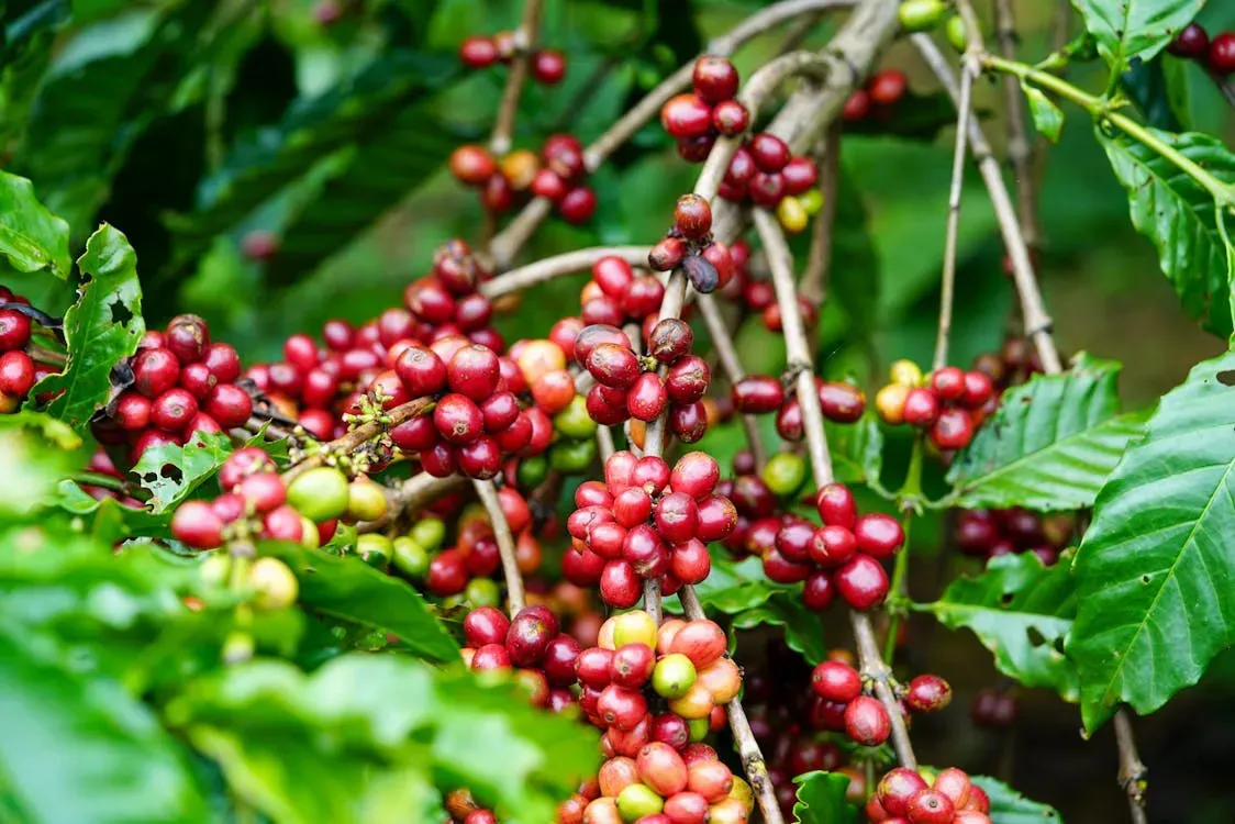 Cuoc chien giua ca phe va mia o Nam My hinh anh