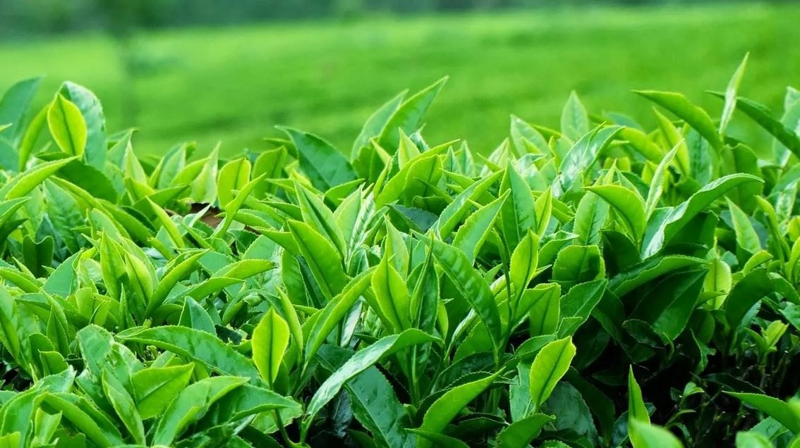 Tinh toan cua nguoi My khi gia tra tang len qua cao hinh anh