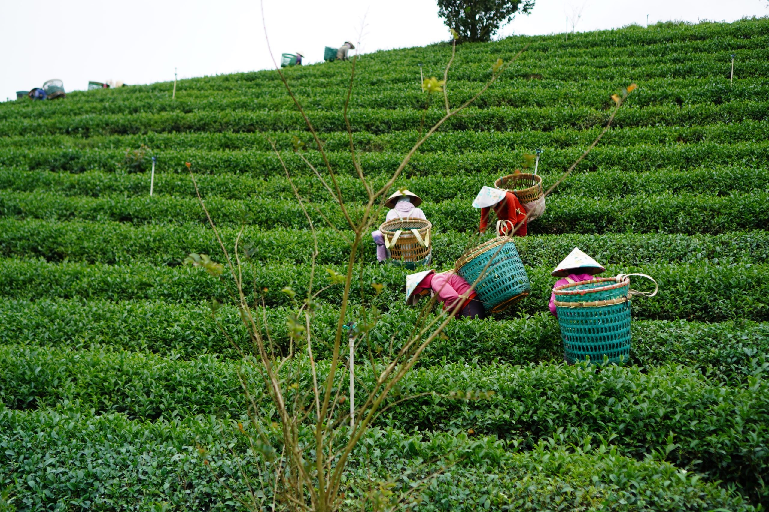 Bai toan nhan luc cua nganh san xuat tra khien nguoi My vo mong hinh anh