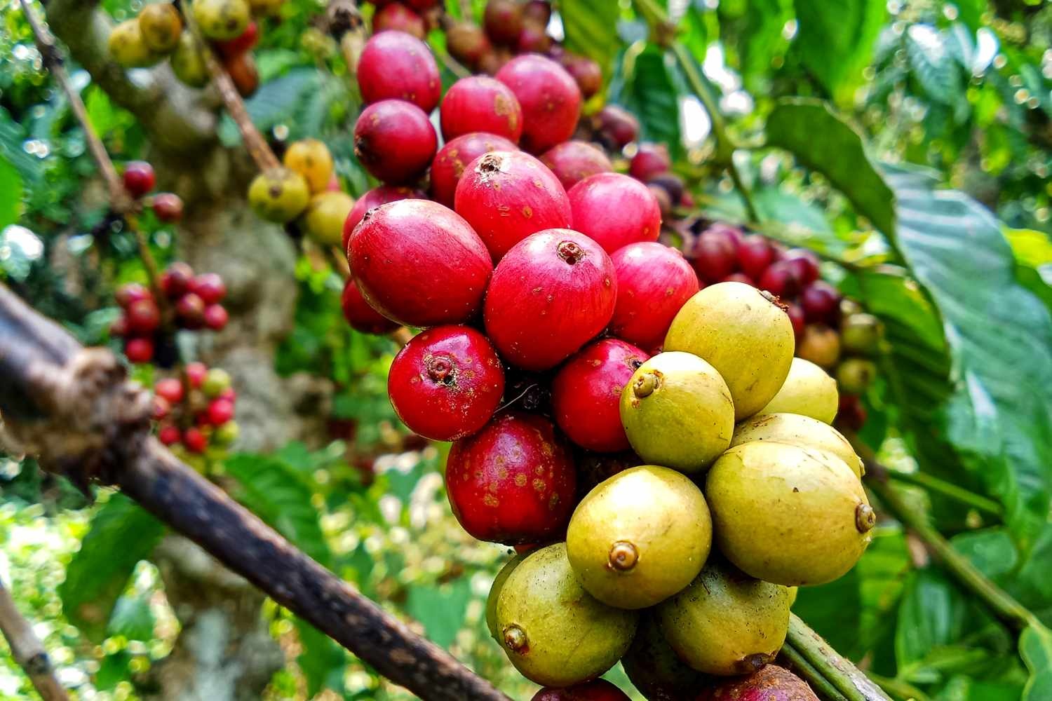 Uu diem giup loai ca phe dai bien thanh 'con cung' trong cac don dien hinh anh