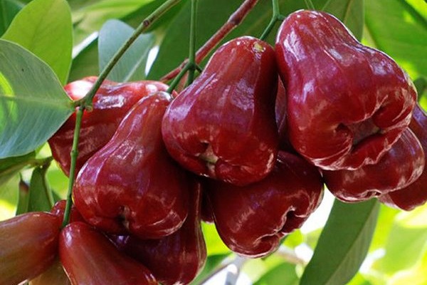 Cha già và bài học lớn từ thú vui trồng cây