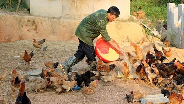 kỹ sư 9X trồng gừng trong bao tải ảnh 2 ky su 9X trong gung trong bao tai anh 2