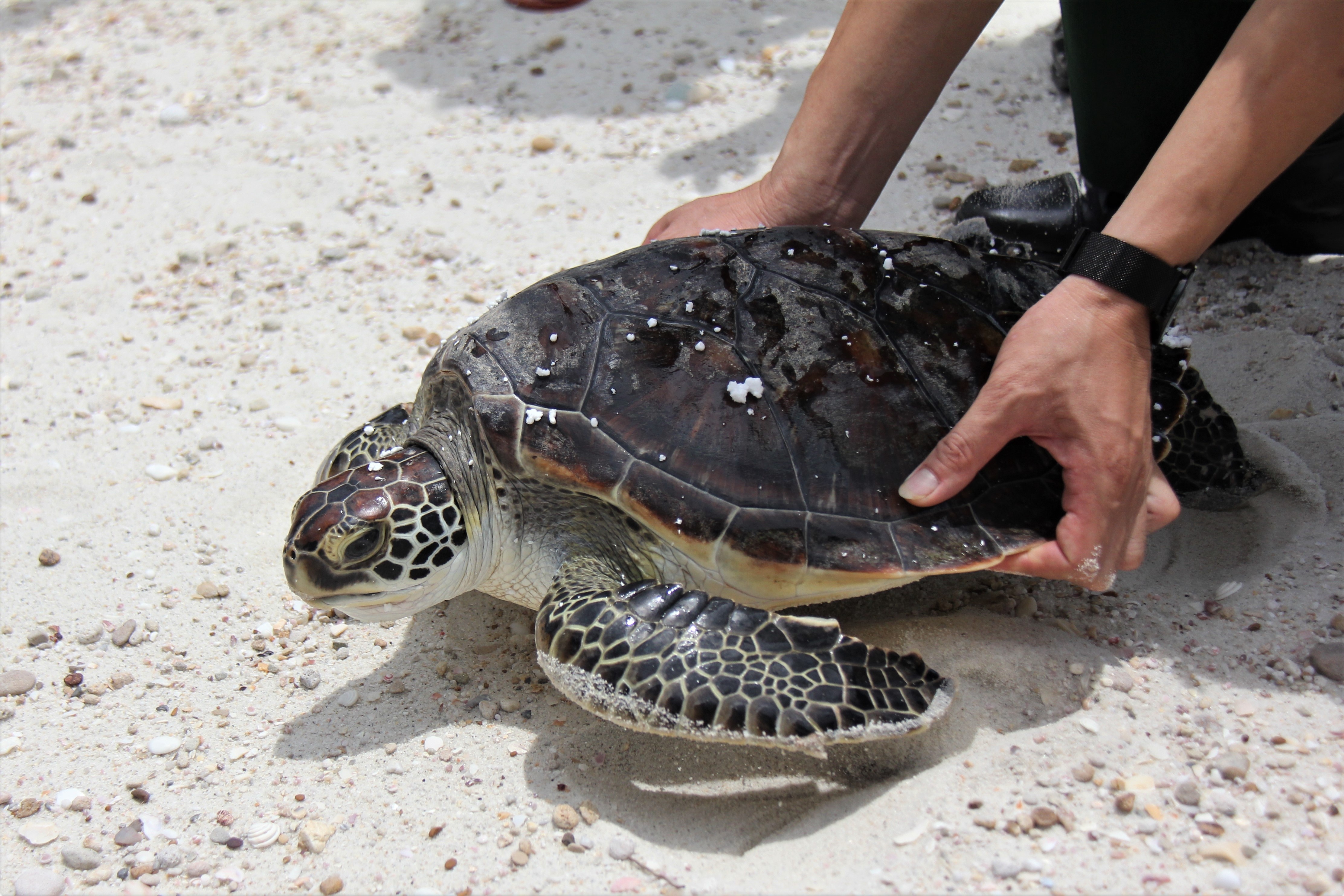 Chu rua nang hon 20 kg ve voi bien hinh anh