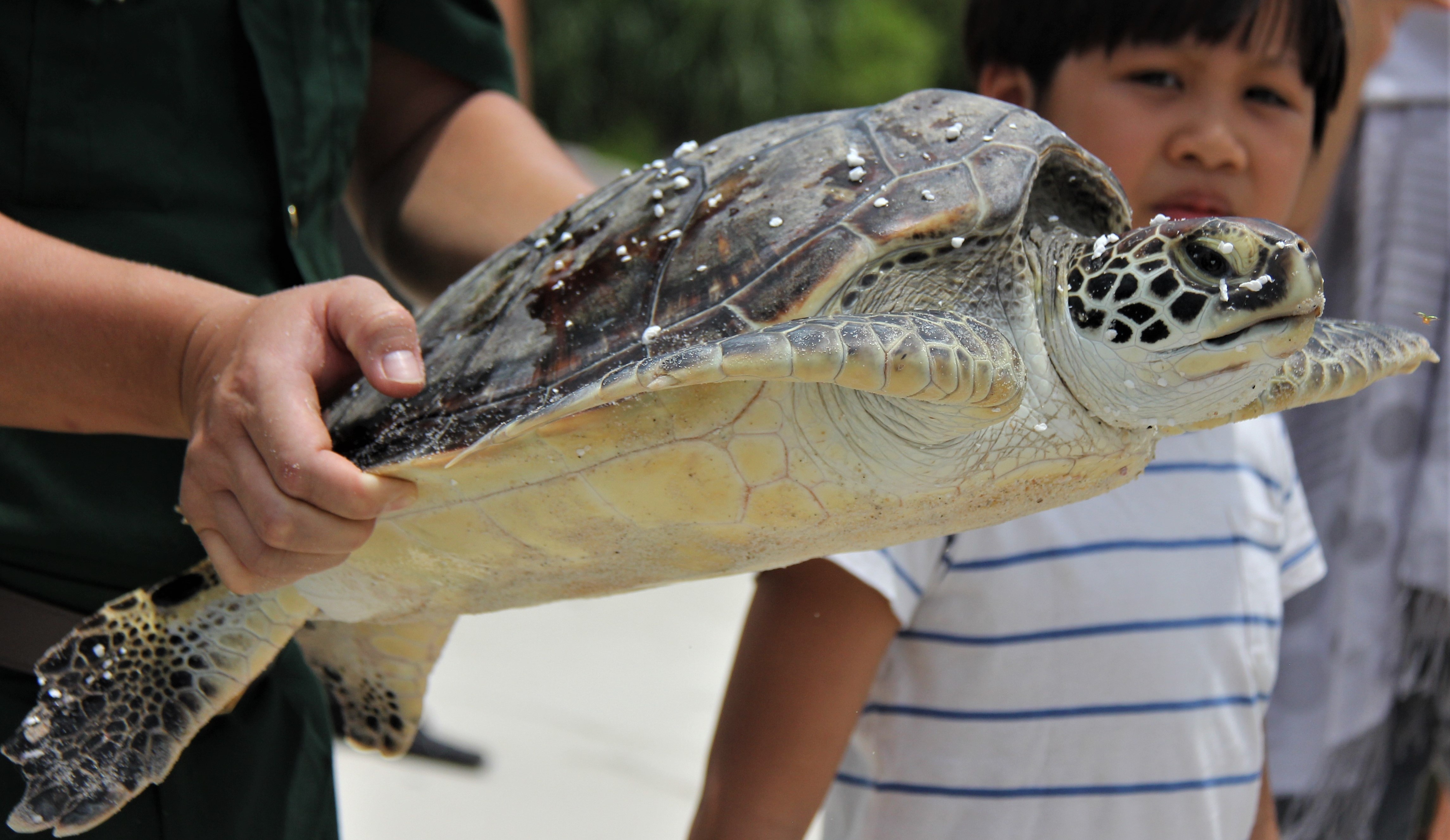 Tha ca the rua quy hiem ve voi bien hinh anh