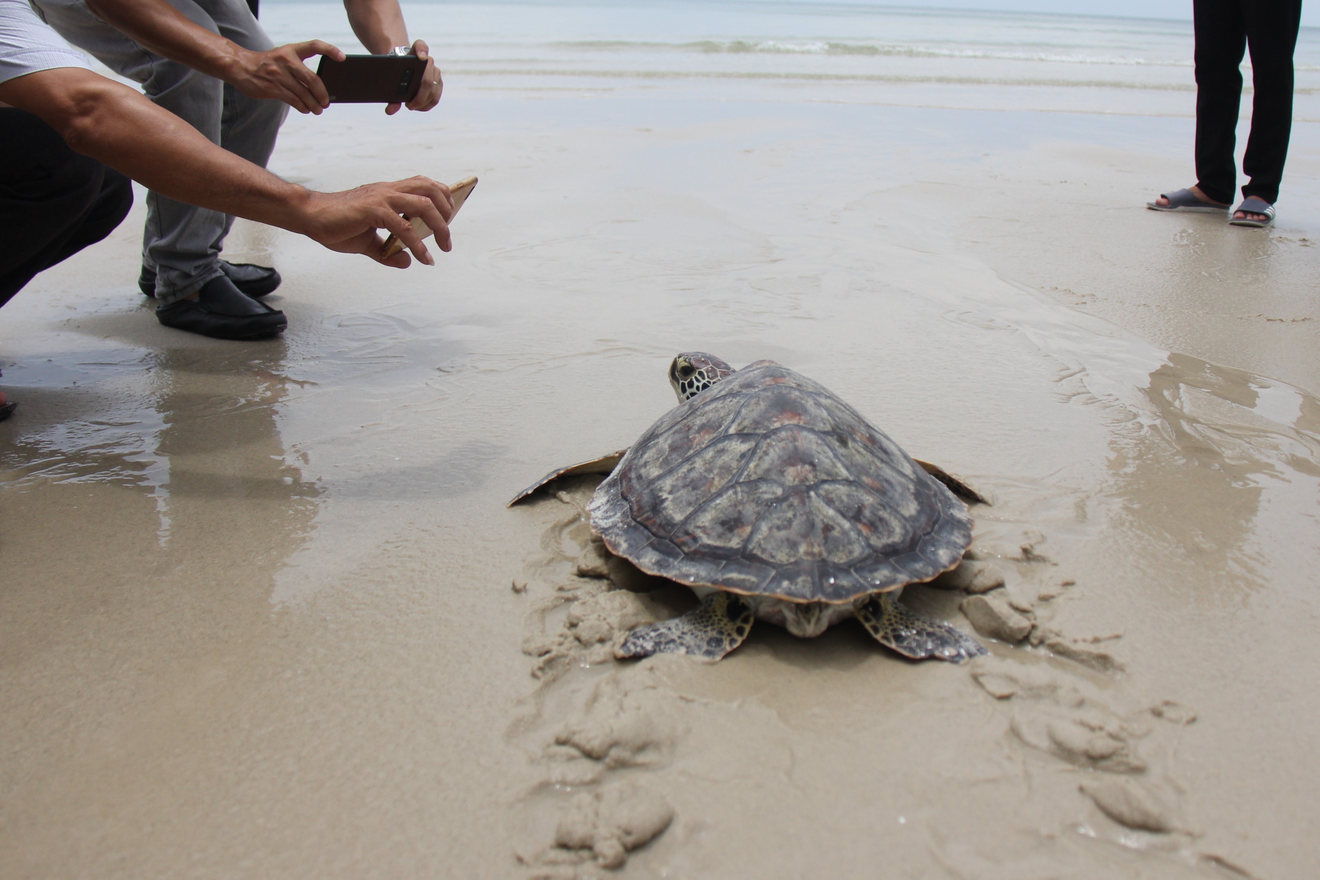 Thả rùa vườn quốc gia Bái Tử Long ảnh 2 Tha rua vuon quoc gia Bai Tu Long anh 2
