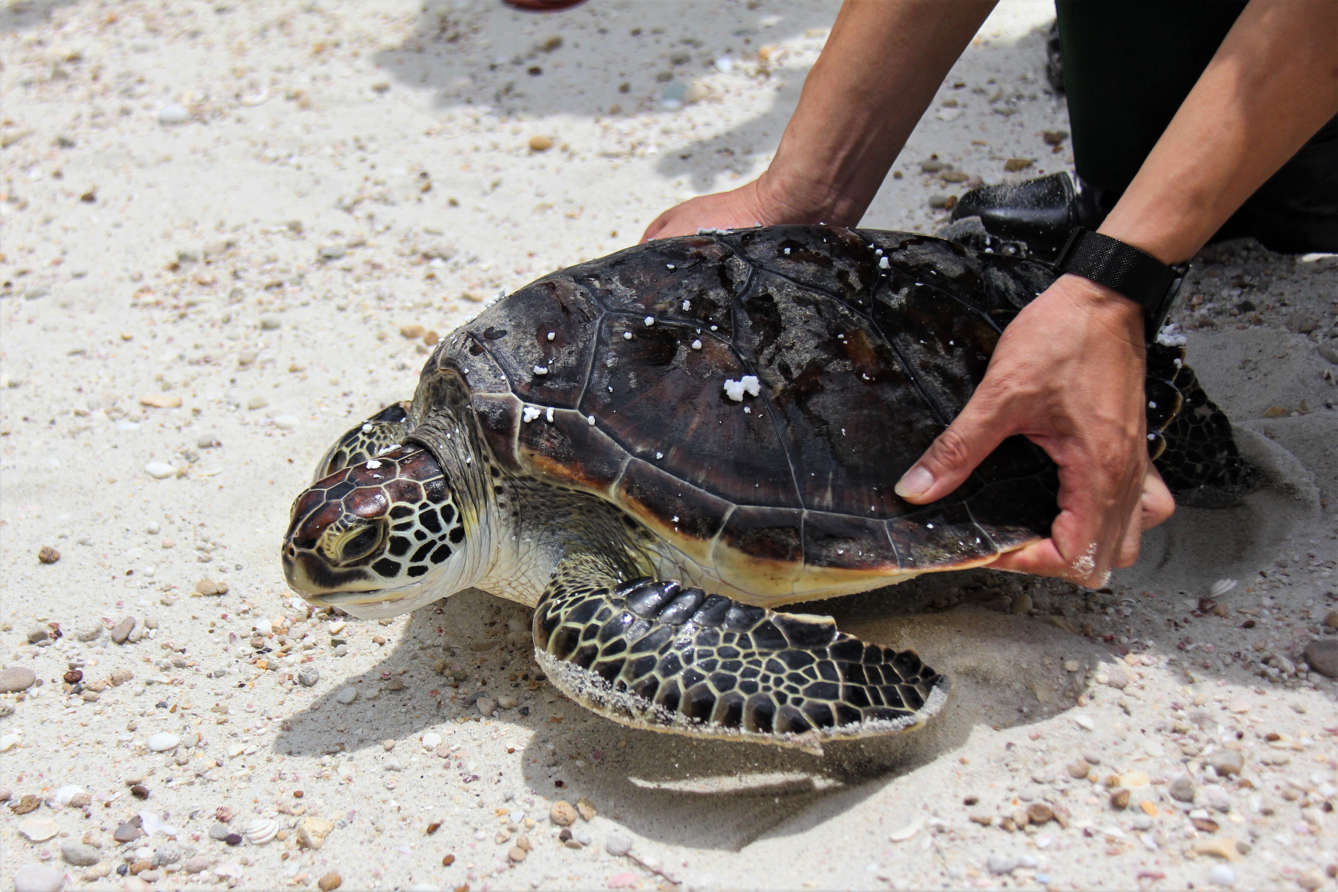 Chuong trinh bao ton rua  bien 2018 anh 9