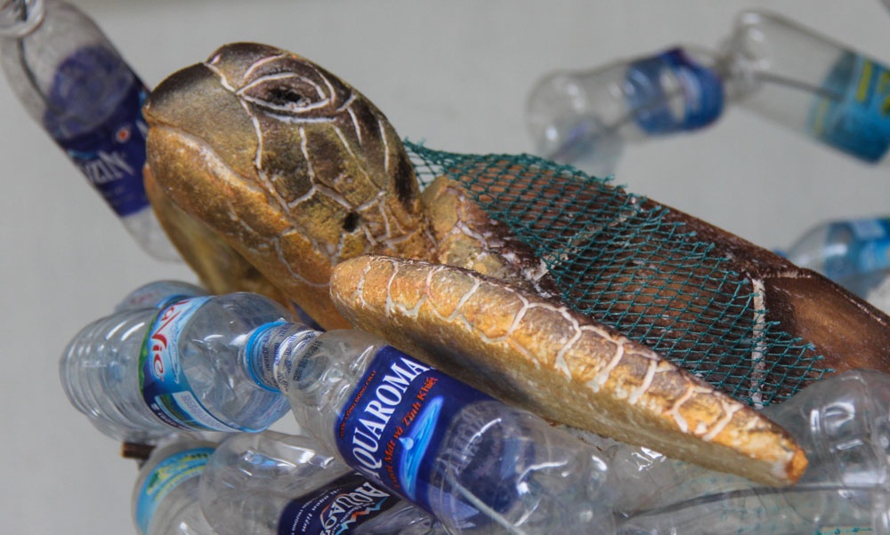 Chuong trinh bao ton rua  bien 2018 anh 7