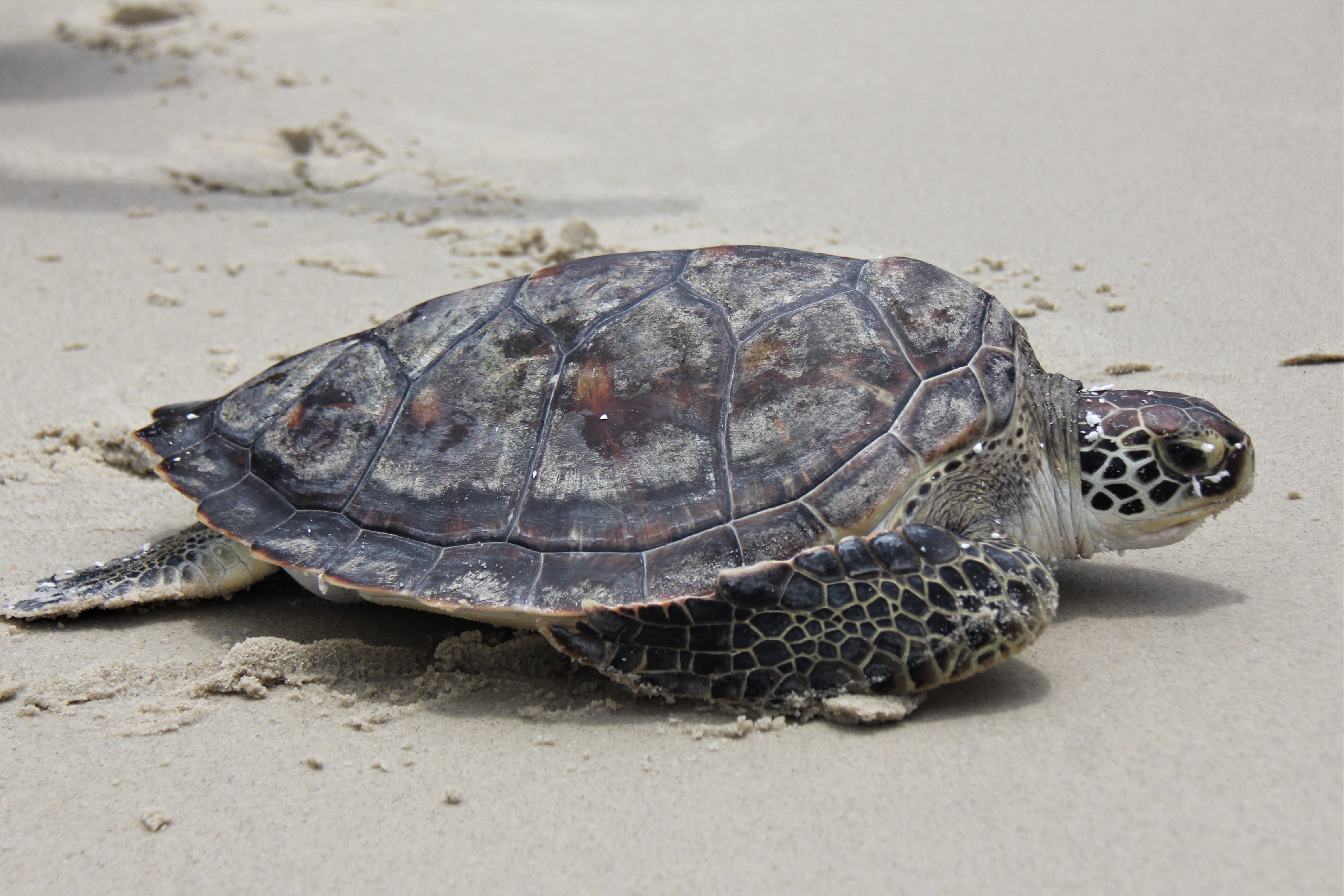 Thả rùa vườn quốc gia Bái Tử Long ảnh 3 Tha rua vuon quoc gia Bai Tu Long anh 3