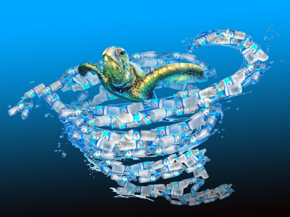 Chuong trinh bao ton rua  bien 2018 anh 1