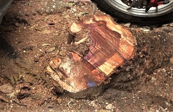 Bat o nhom chuyen chat trom go sua hinh anh