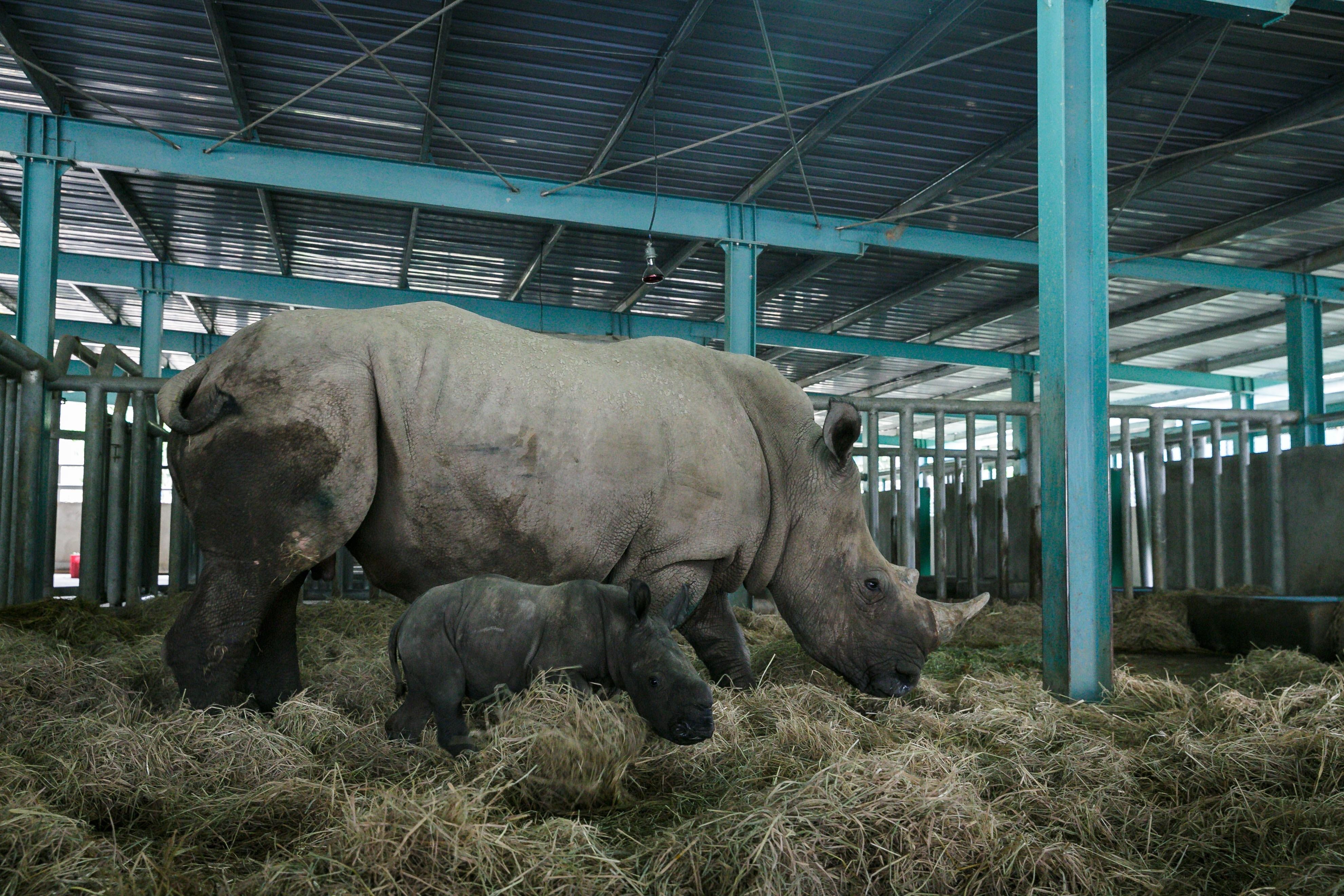 Vin safari,  te giac chao doi anh 3