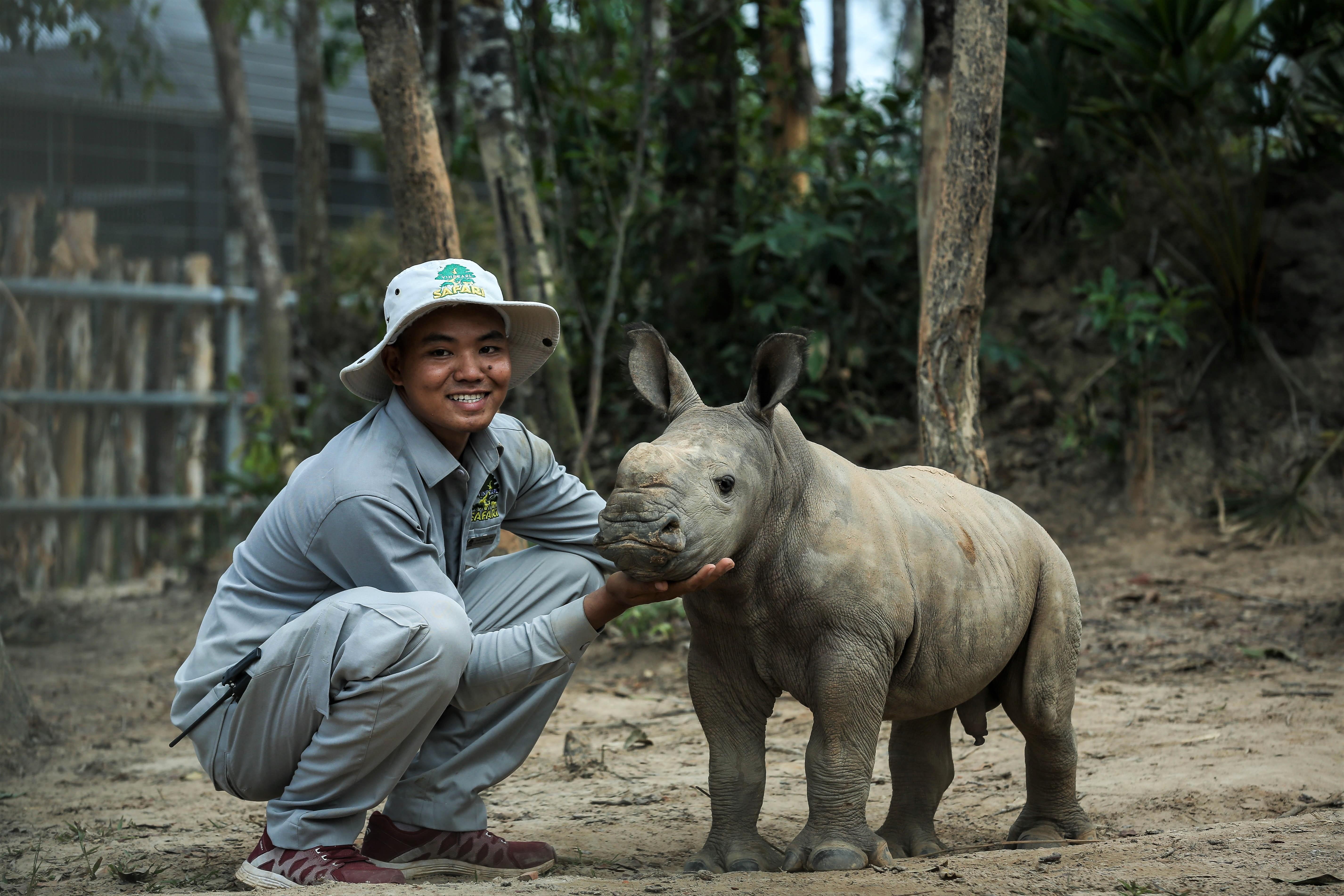 Vin safari,  te giac chao doi anh 2