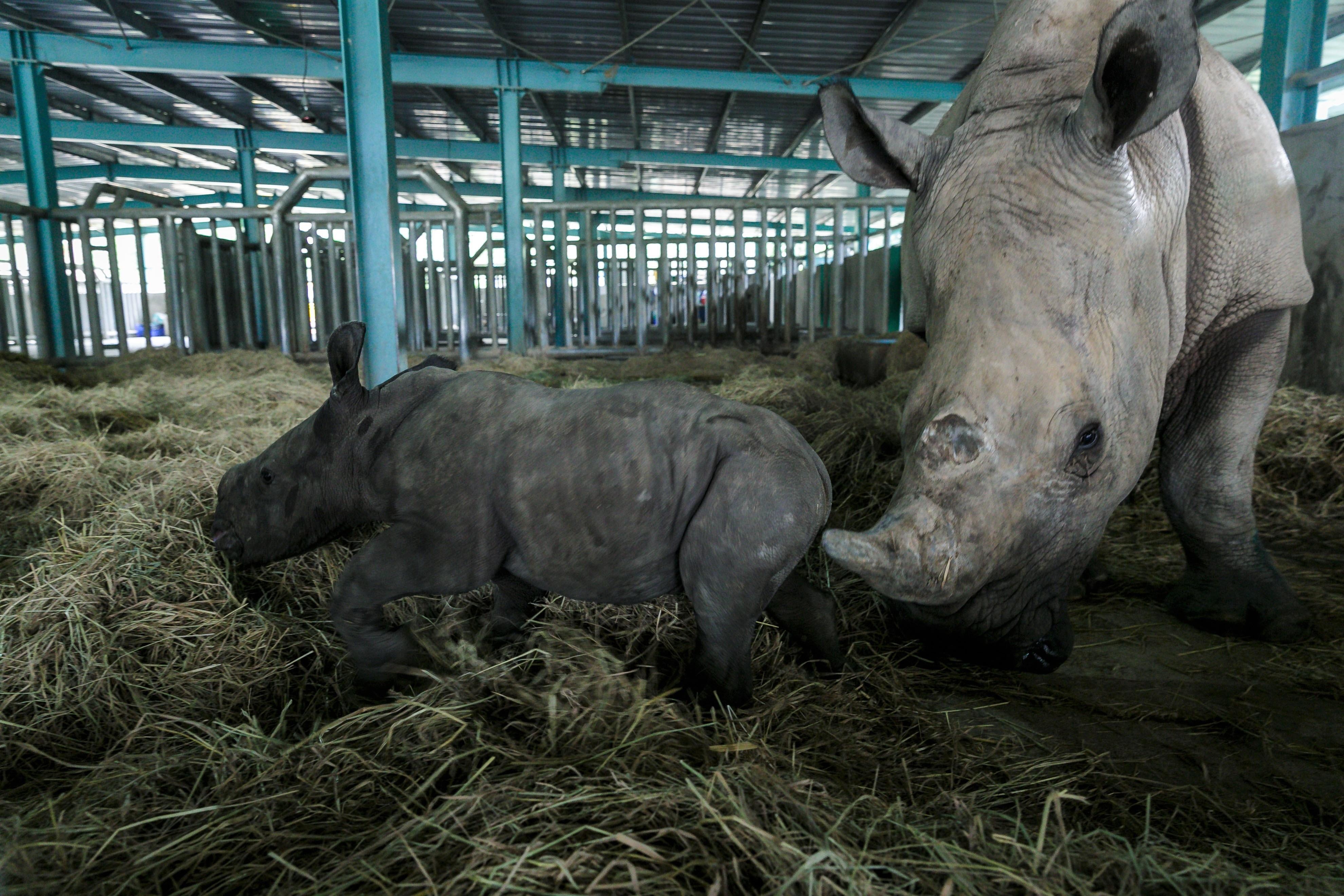 Vin safari,  te giac chao doi anh 4