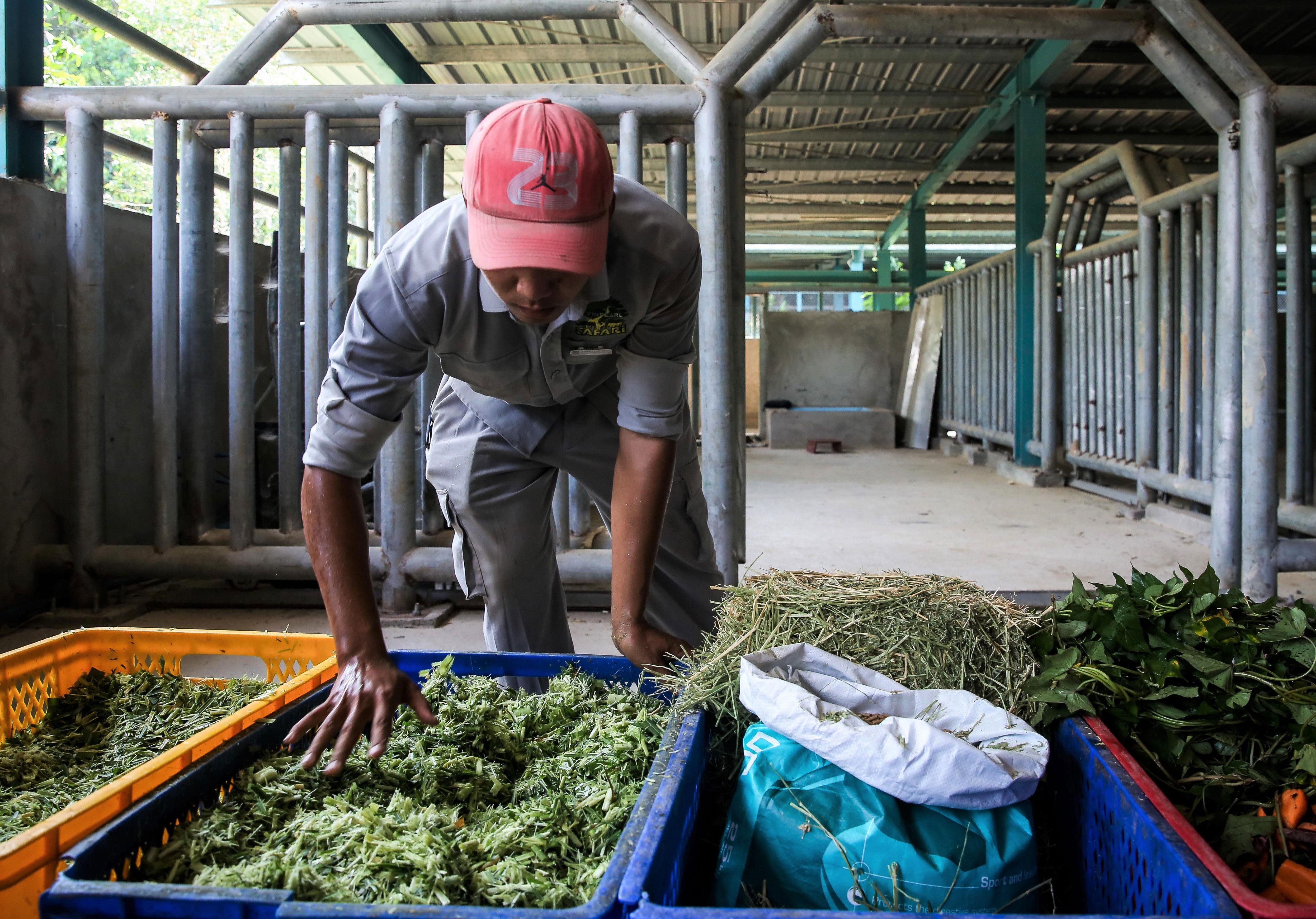 Vin safari,  te giac chao doi anh 6