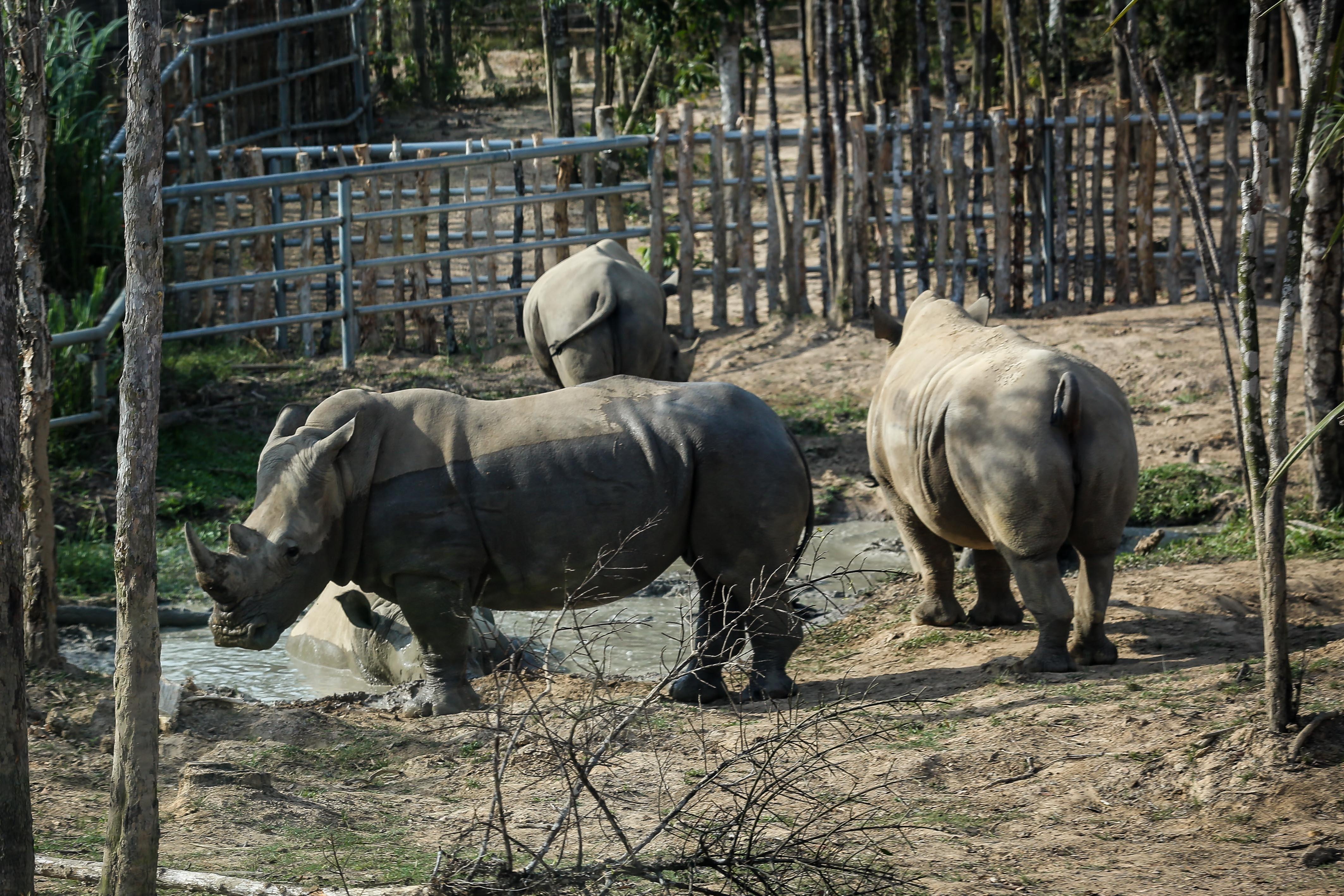 Vin safari,  te giac chao doi anh 1