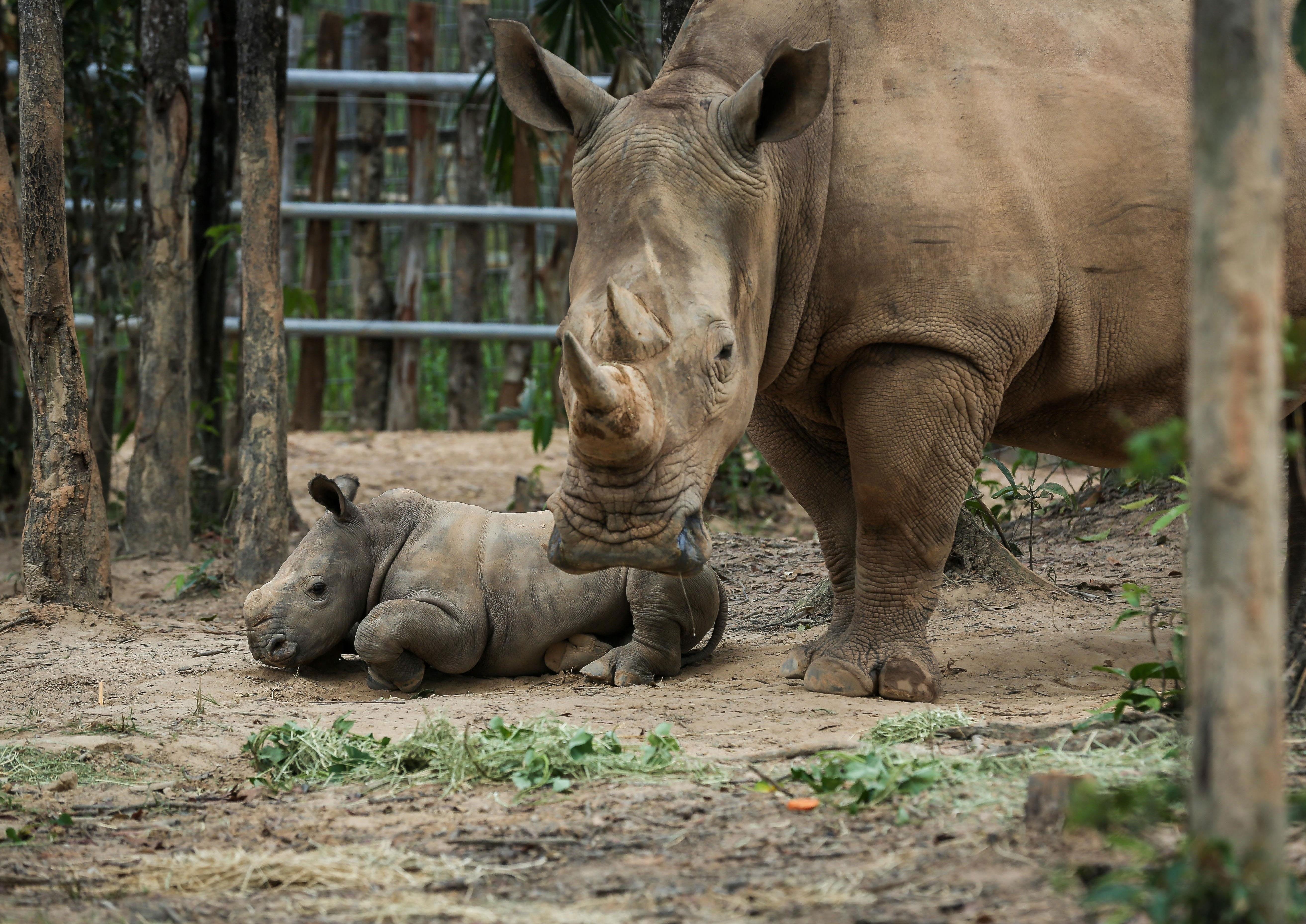 te giac,  te giac mot sung,  te giac de con,  te giac anh 7