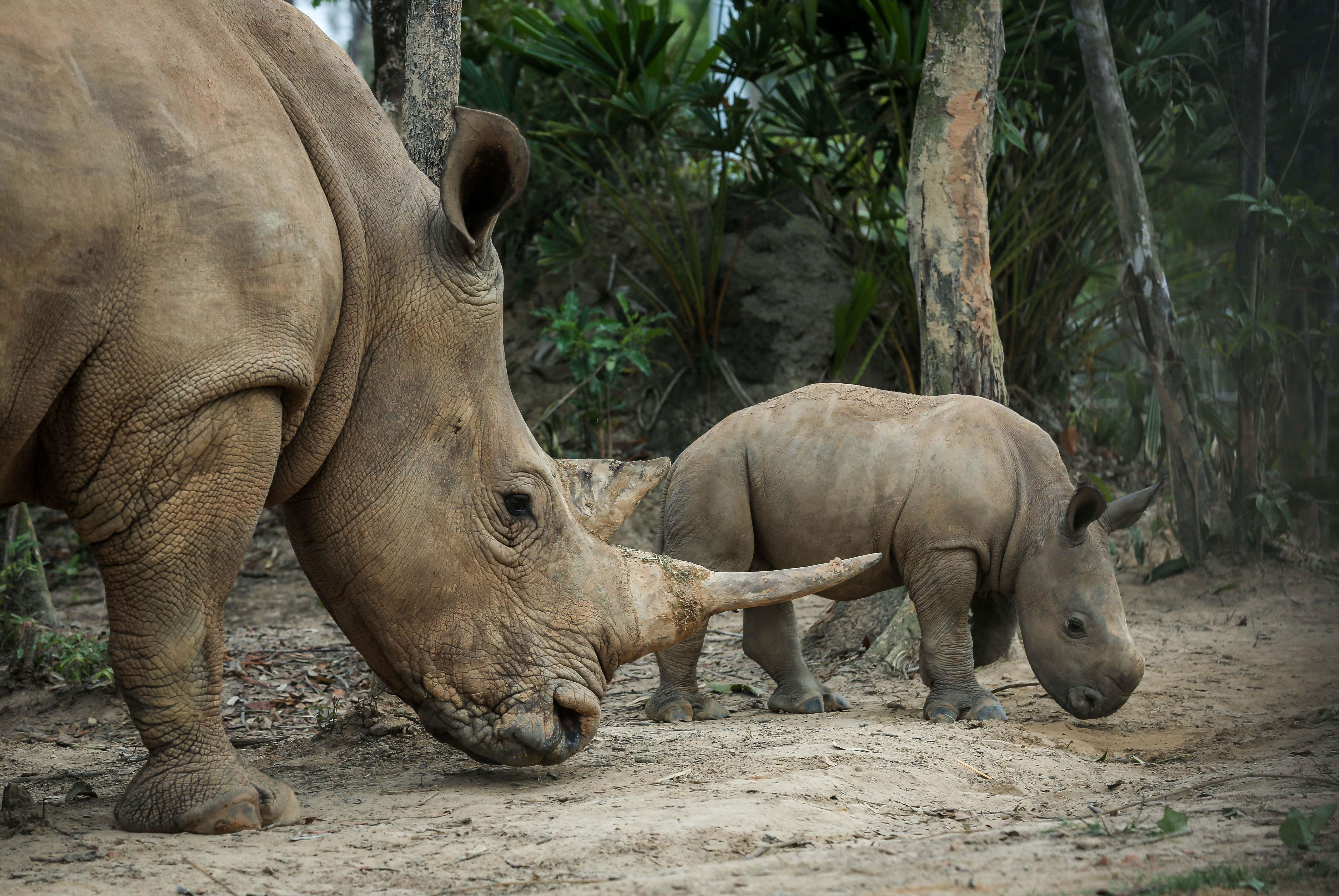 te giac,  te giac mot sung,  te giac de con,  te giac anh 9