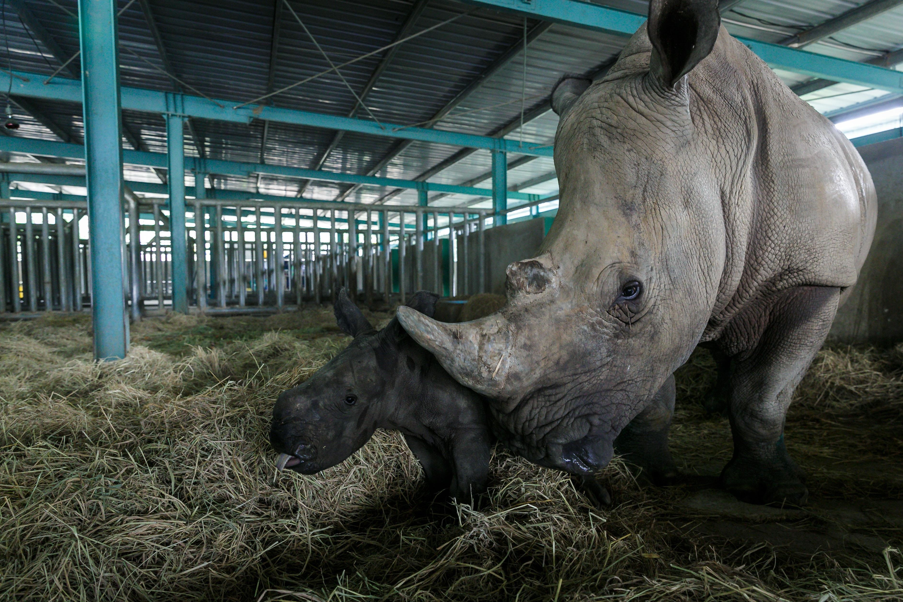 te giac,  te giac mot sung,  te giac de con,  te giac anh 4