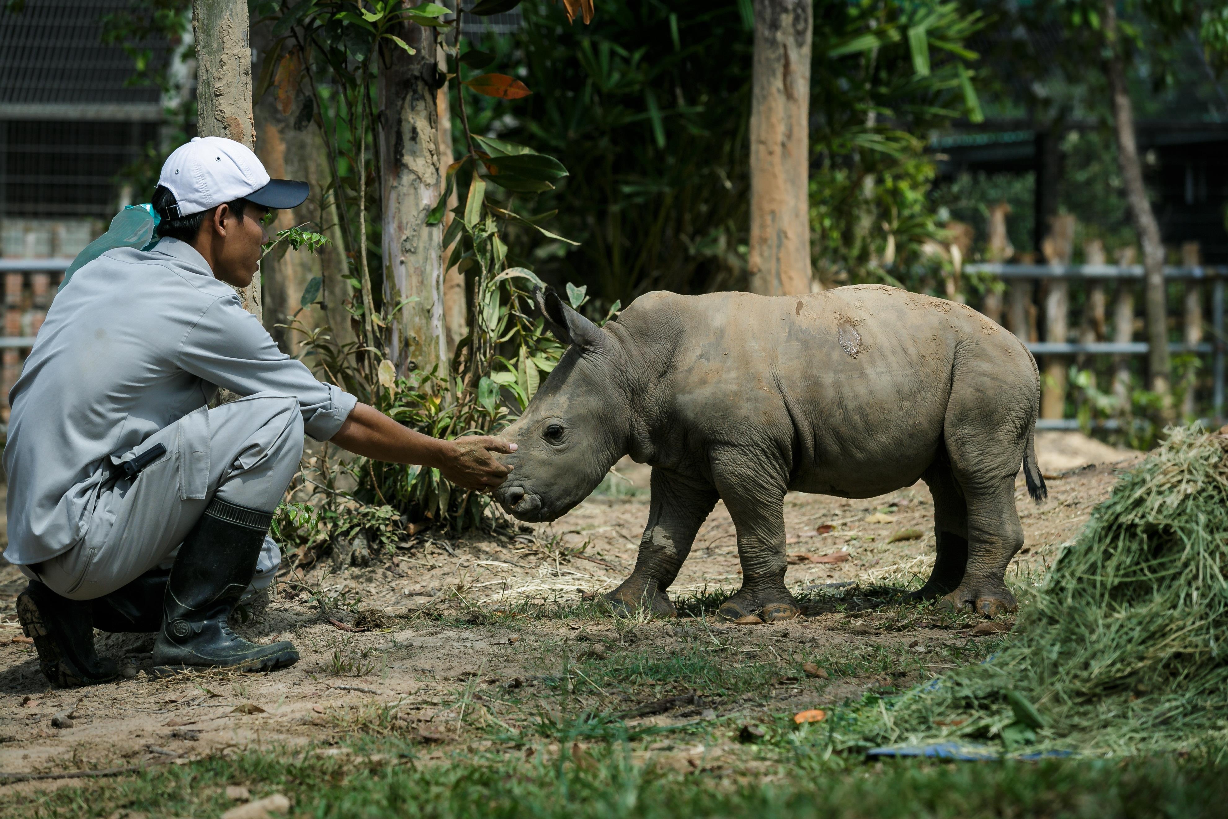 te giac,  te giac mot sung,  te giac de con,  te giac anh 10