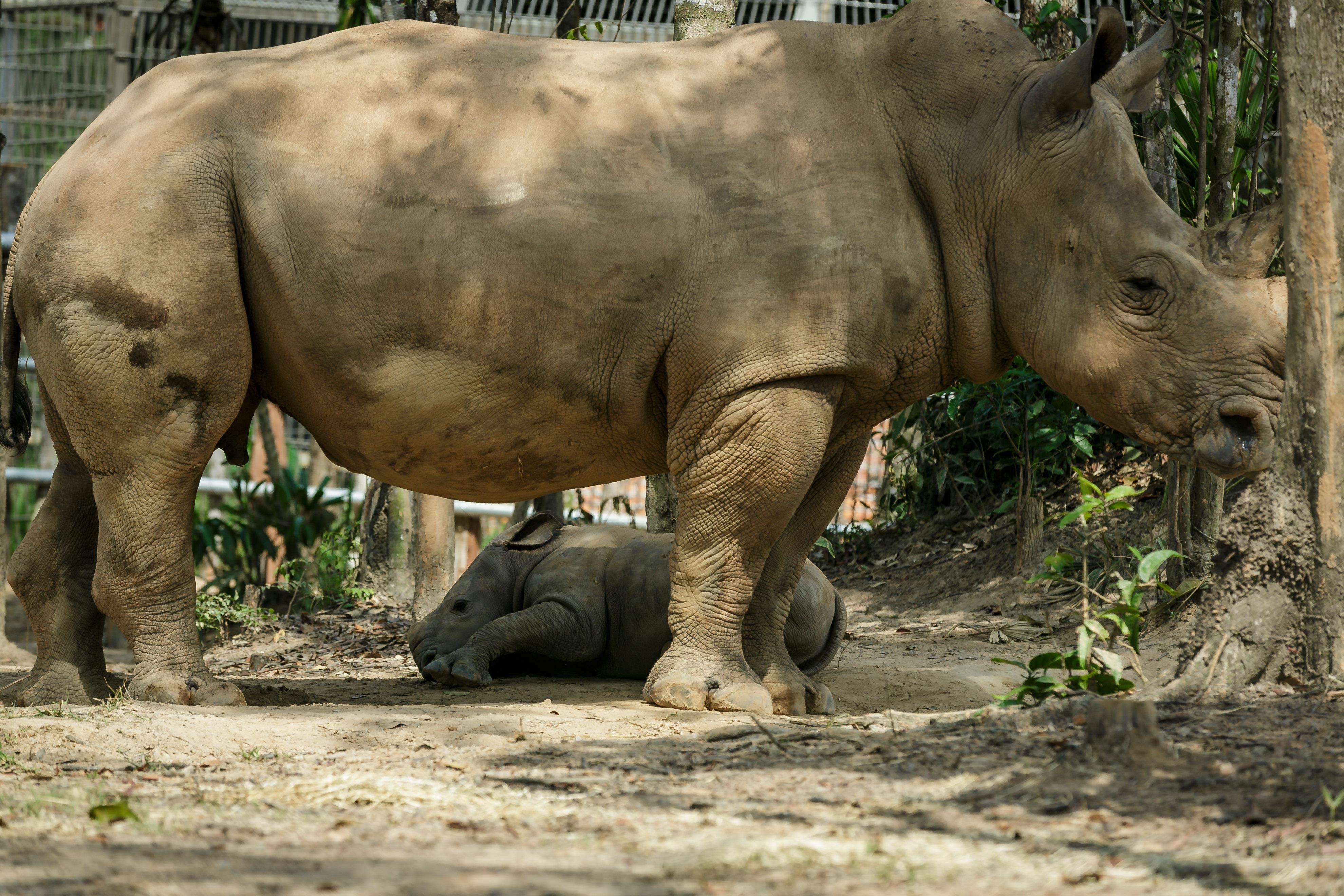 te giac,  te giac mot sung,  te giac de con,  te giac anh 11