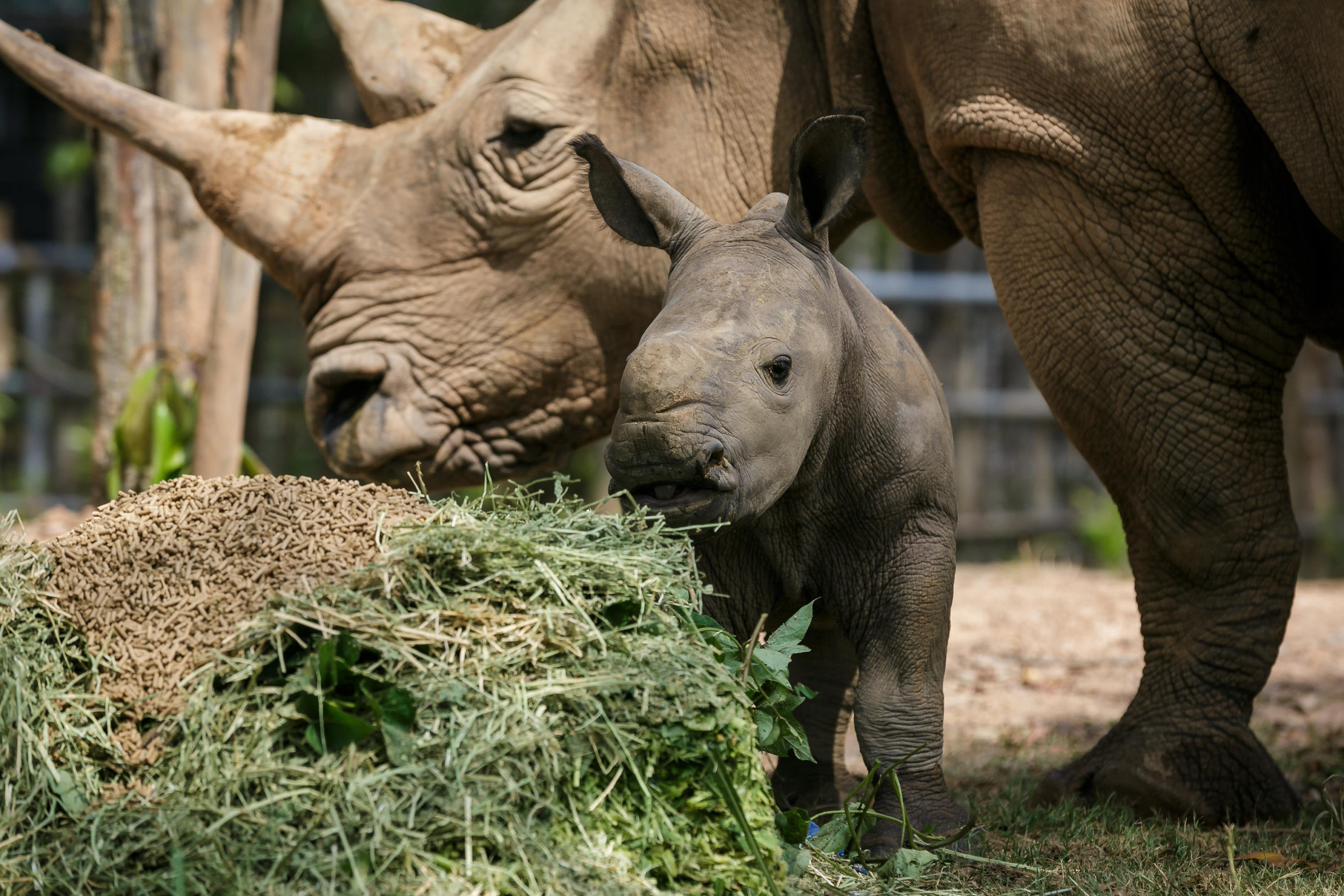 te giac,  te giac mot sung,  te giac de con,  te giac anh 6