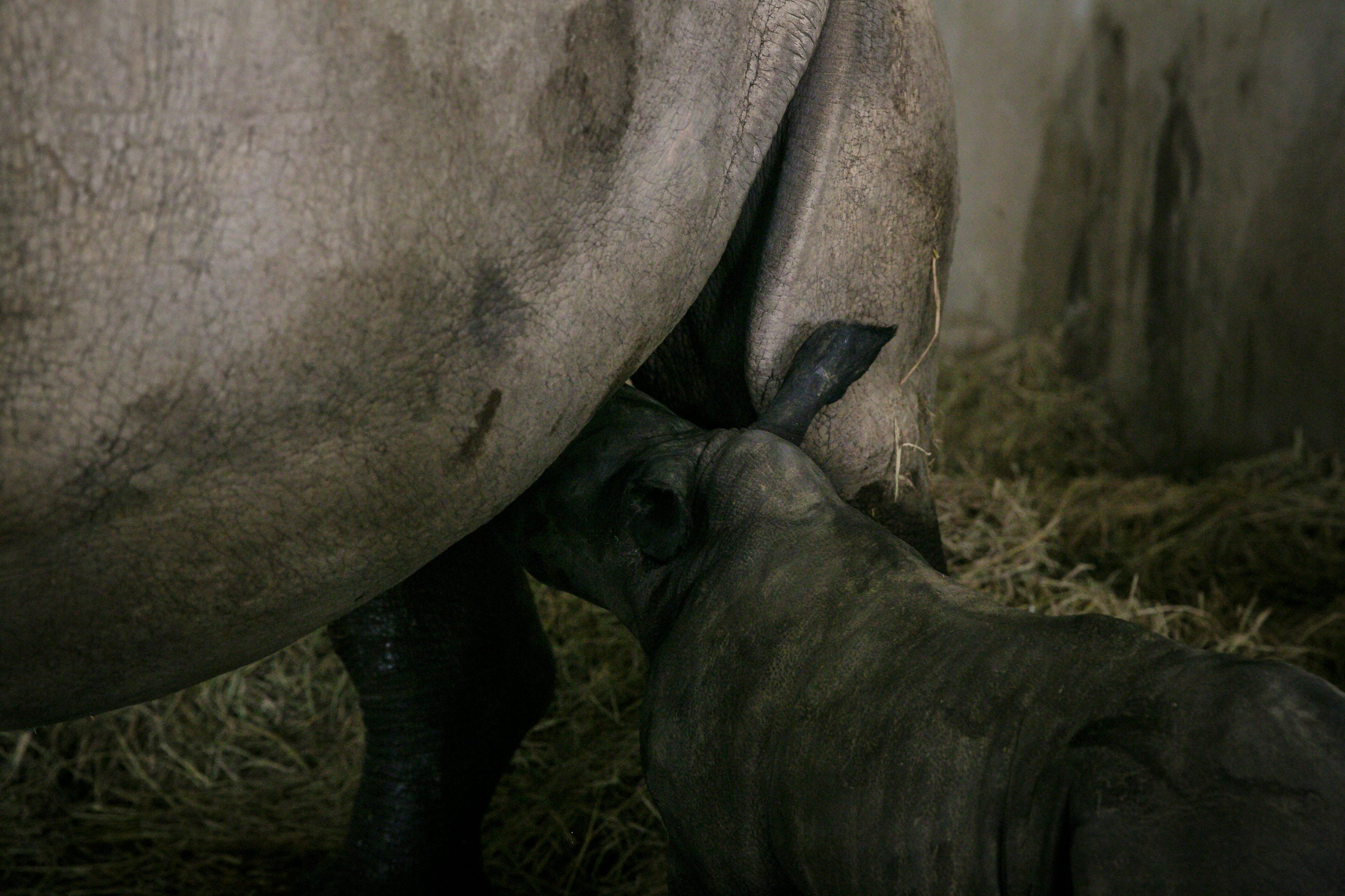 te giac,  te giac mot sung,  te giac de con,  te giac anh 3