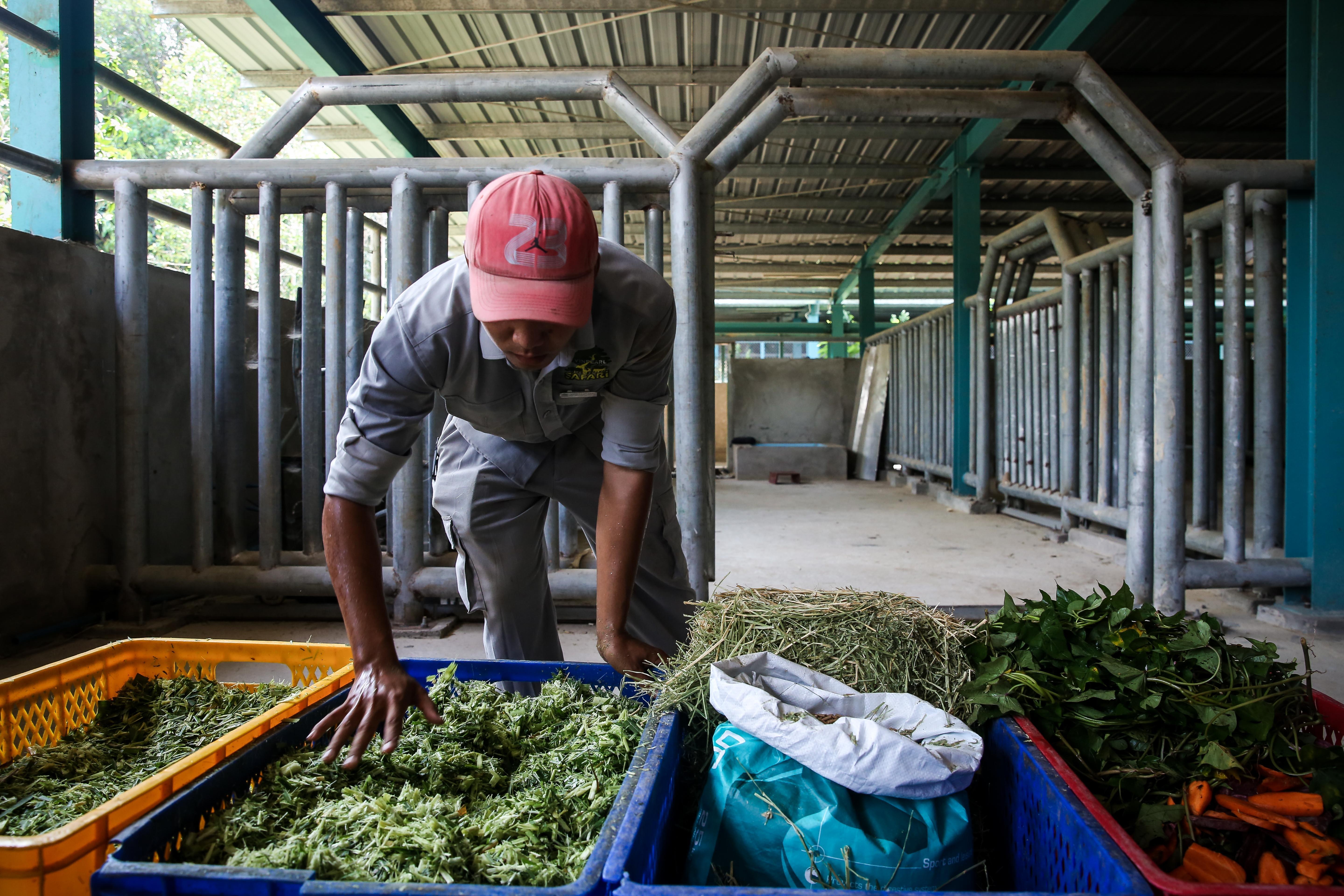 Te giac con,  te giac sinh con,  te giac chau Phi anh 3