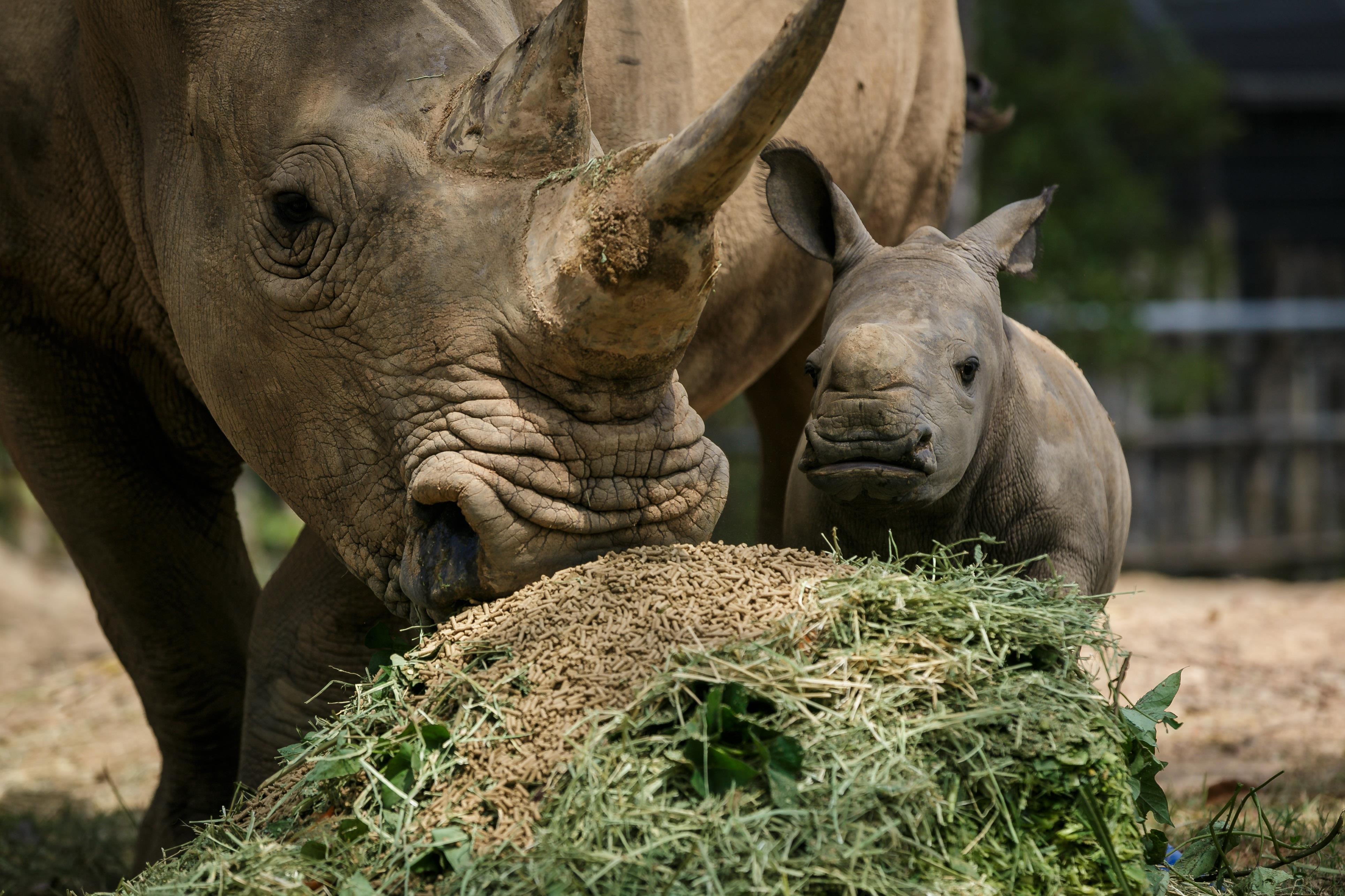 Te giac con,  te giac sinh con,  te giac chau Phi anh 1