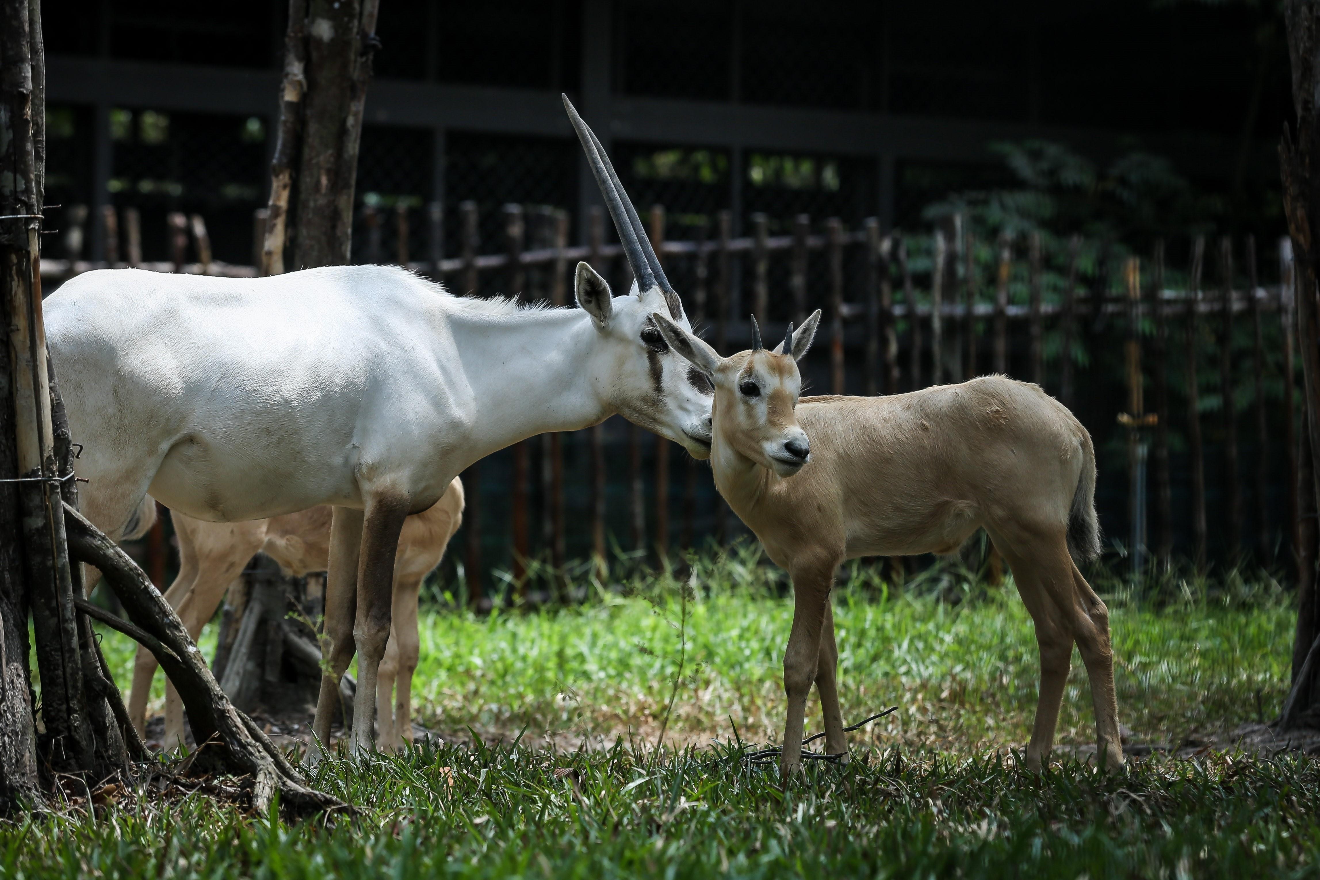 Vinpearl Safari anh 3