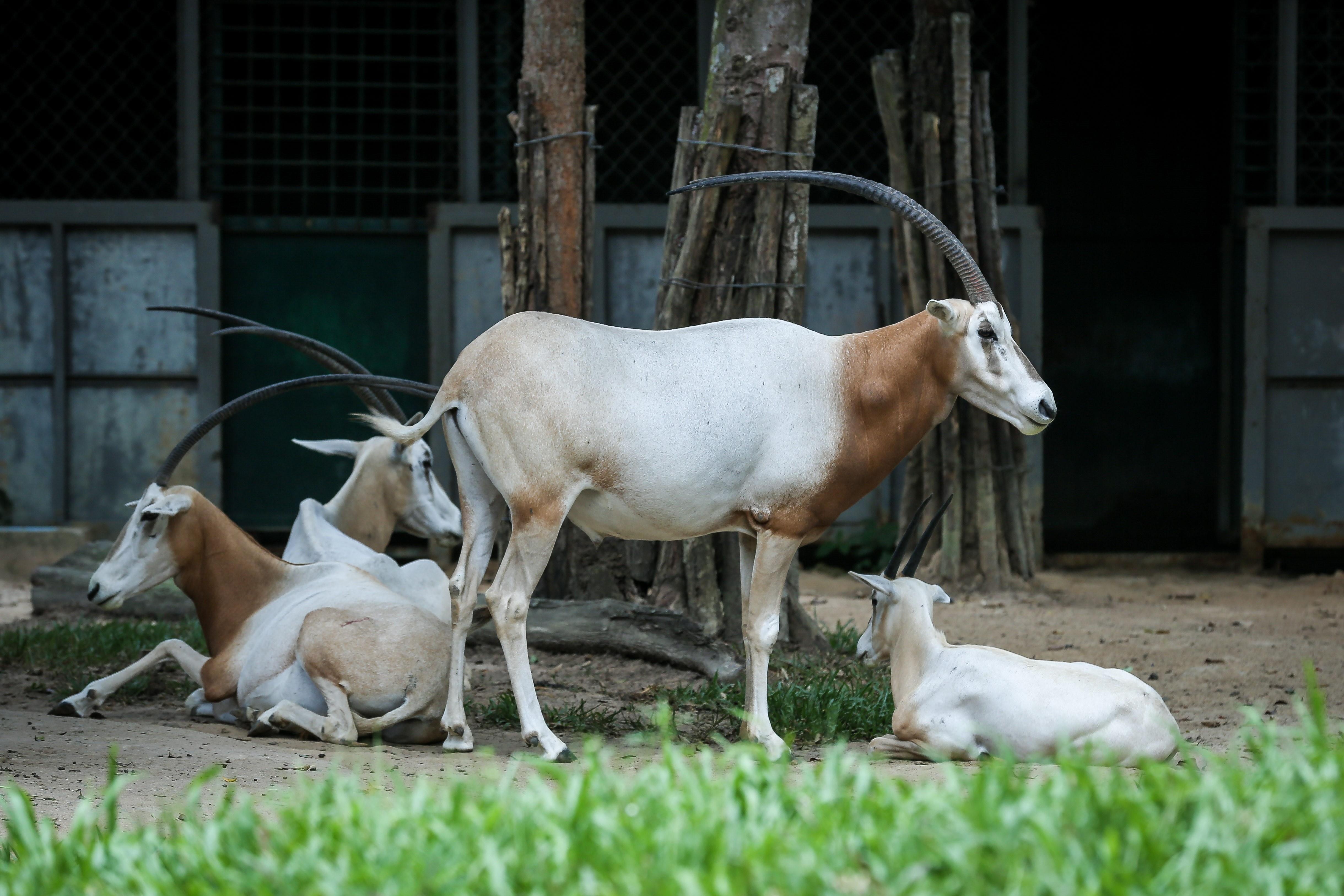 Vinpearl Safari anh 4