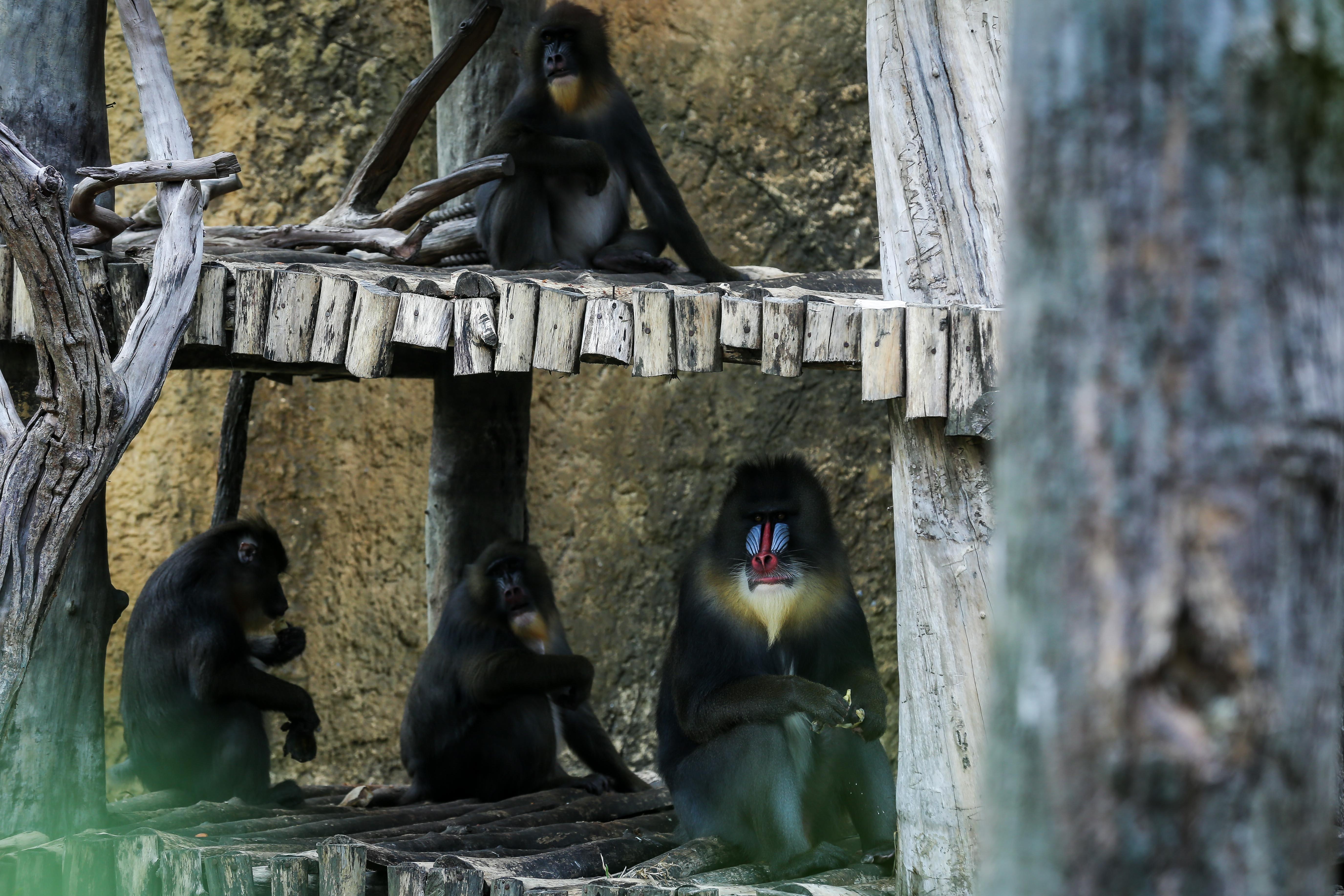 Vinpearl Safari anh 8