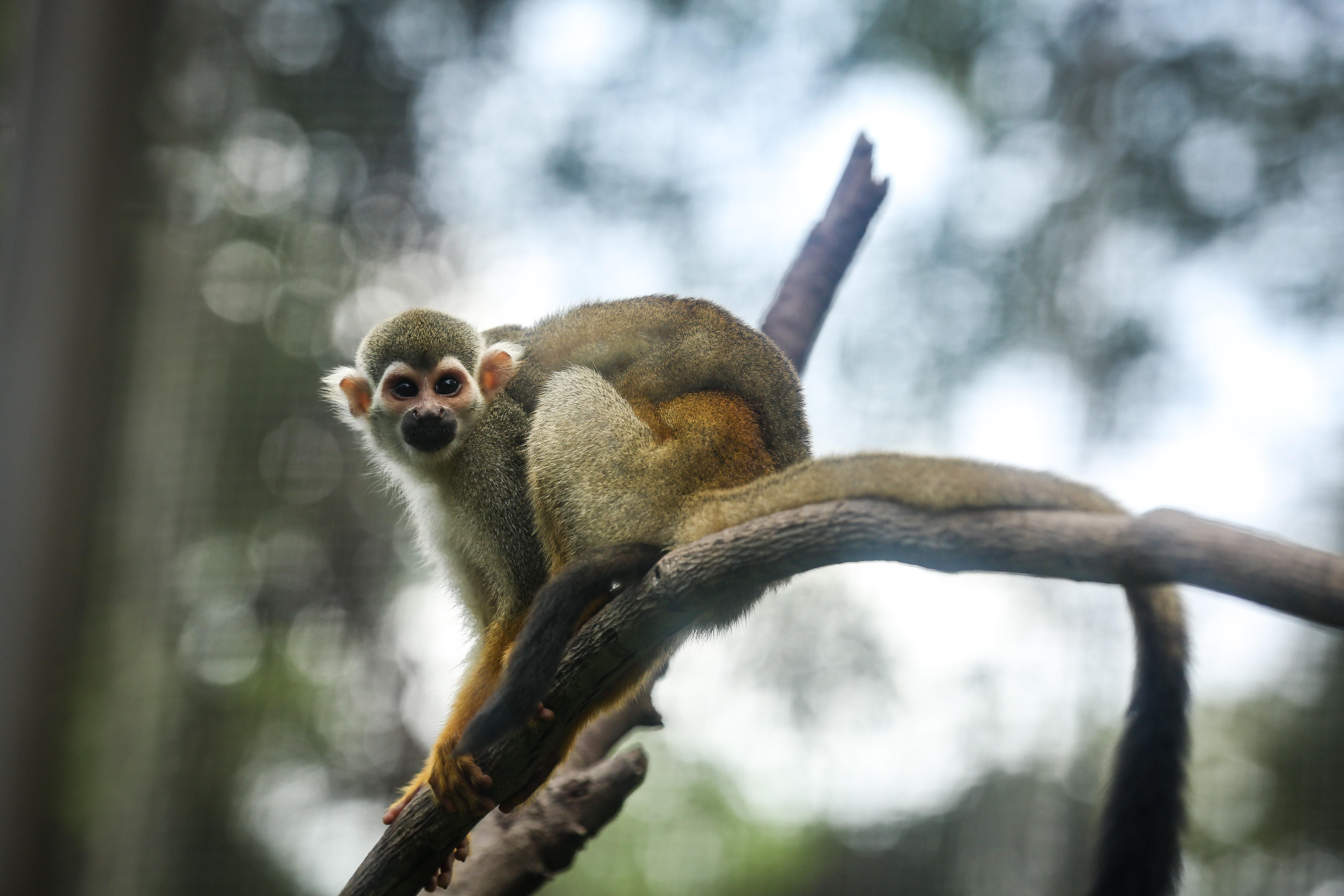 Vinpearl Safari anh 10