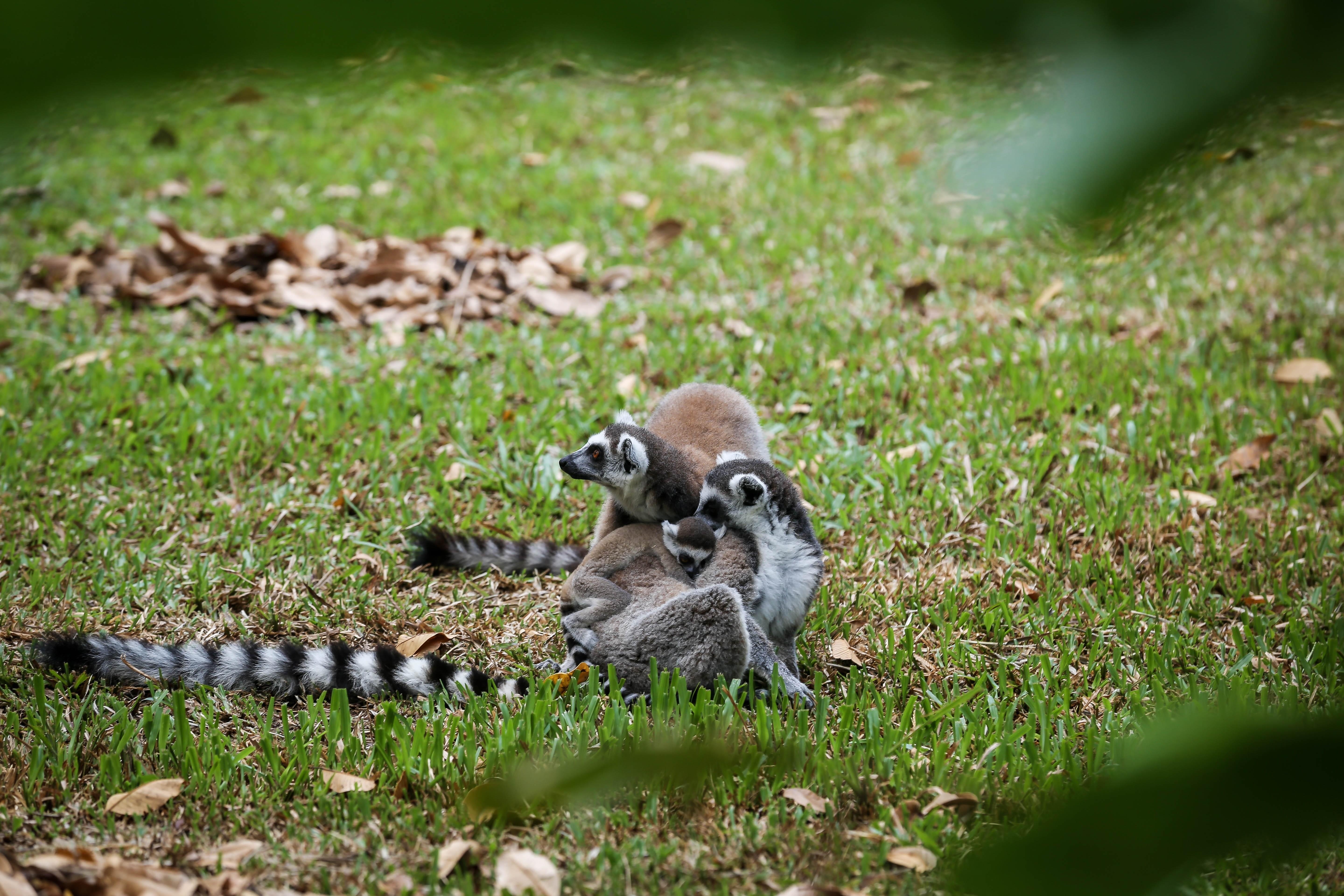 Vinpearl Safari anh 9