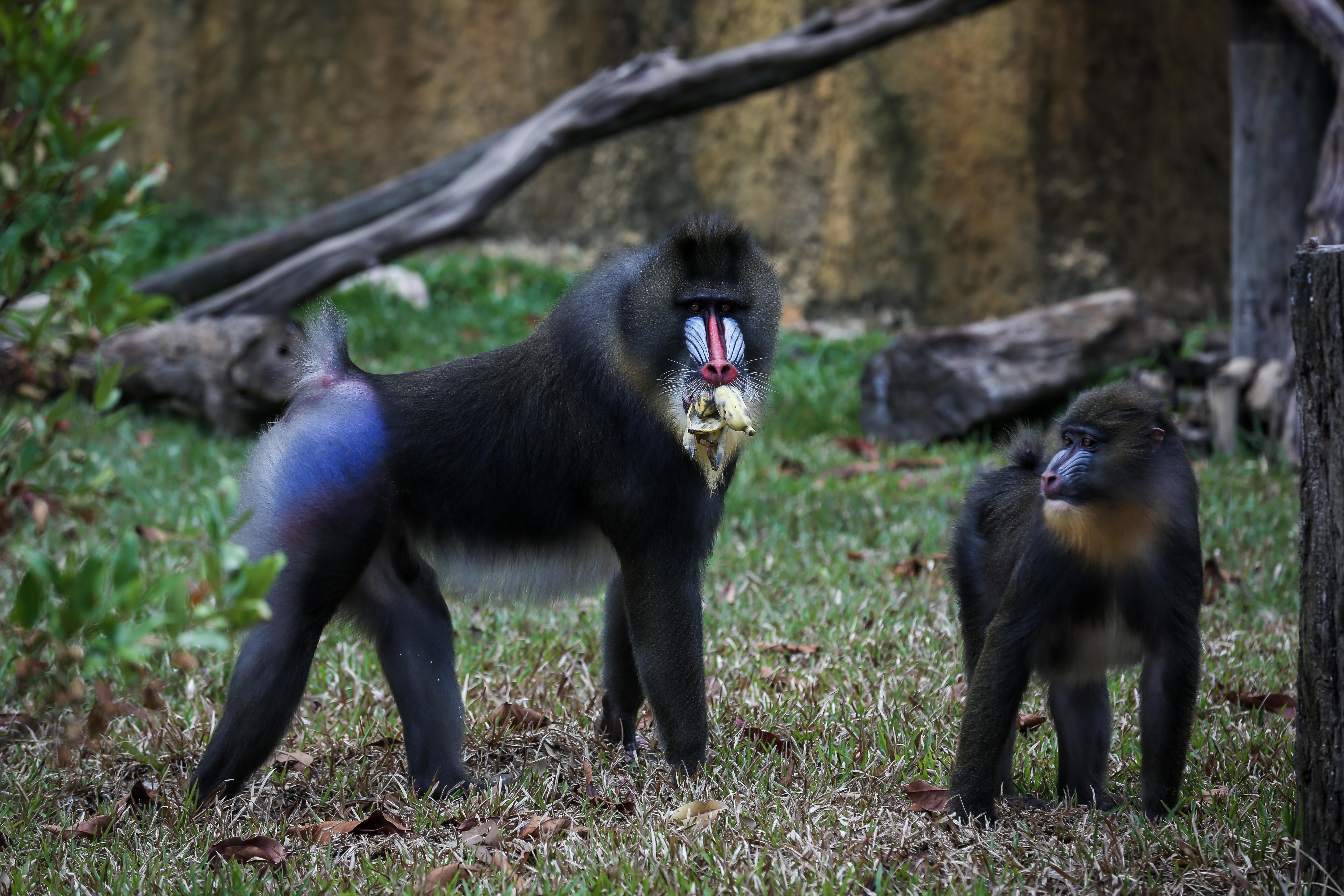 Vinpearl Safari anh 7