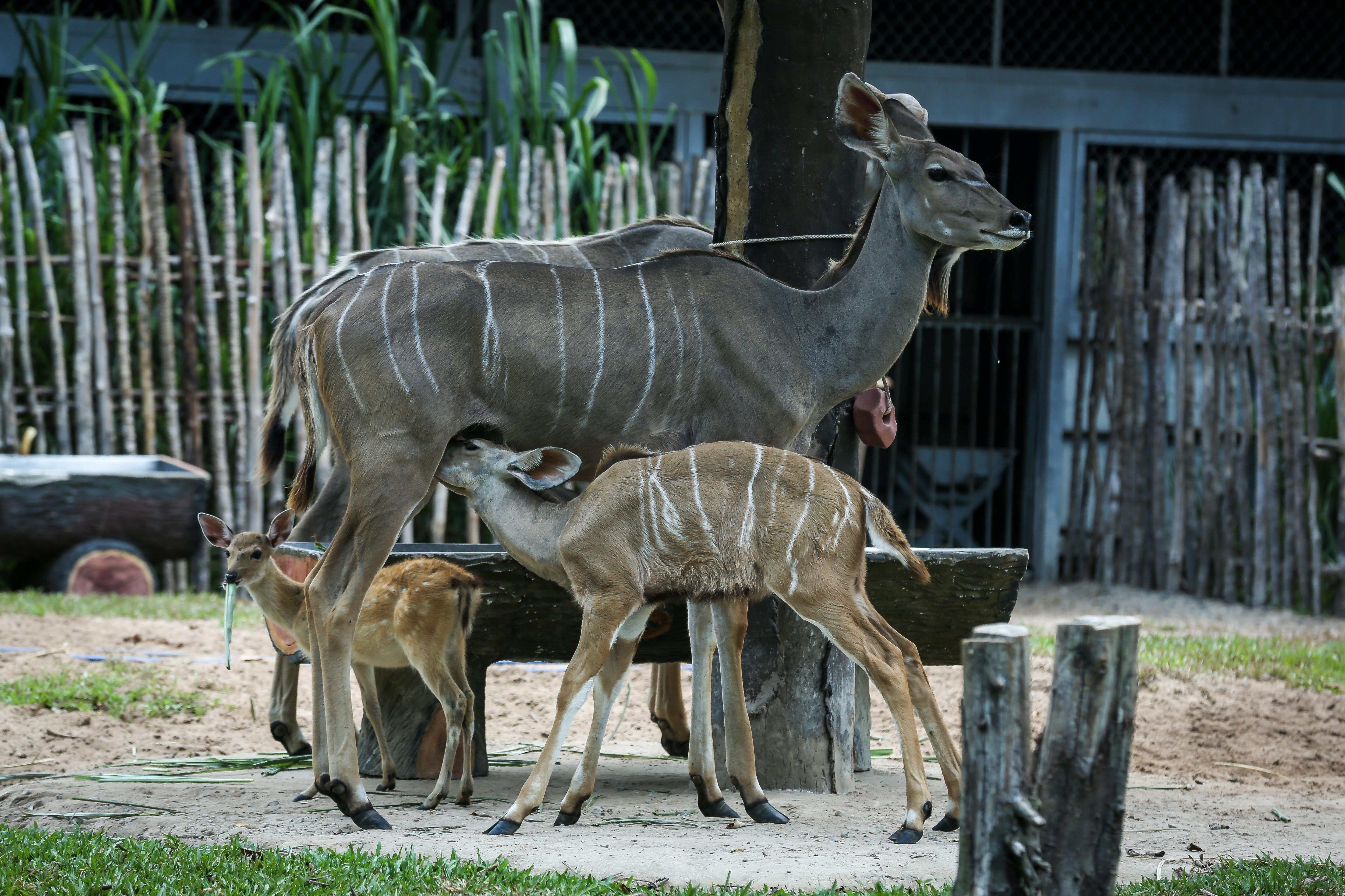Vinpearl Safari anh 6
