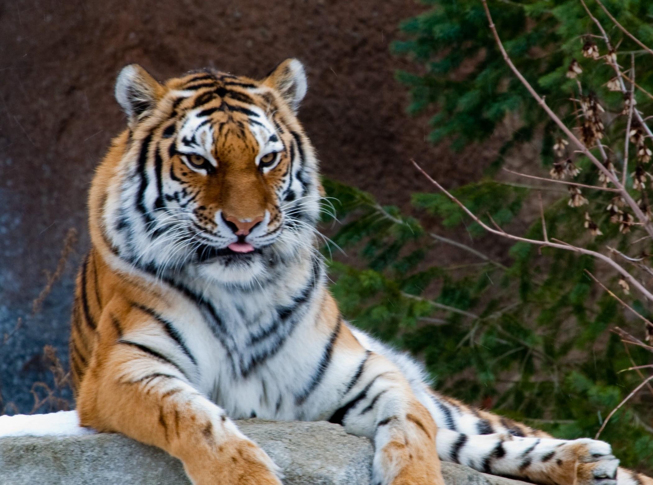 Nguoi bi ho can dut tay tung lam viec tai khu du lich Thanh Canh hinh anh