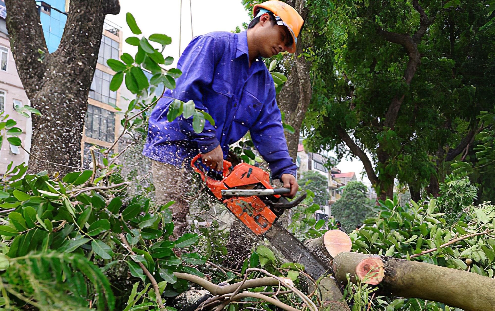 64 cay xanh o Sai Gon se bi don ha de sua duong Nguyen Huu Canh hinh anh