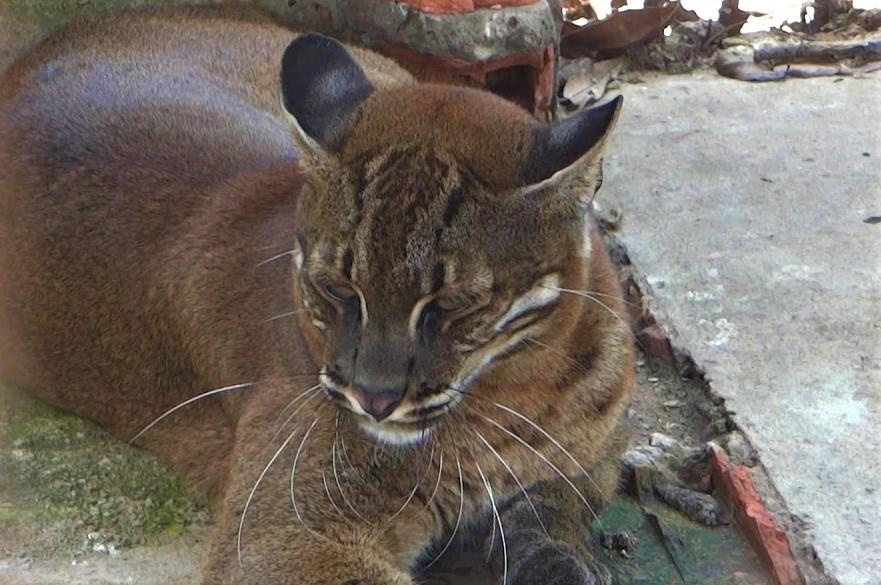 Nuoi nhot beo lua, Dung 'Bong Nhua' bi khoi to hinh anh
