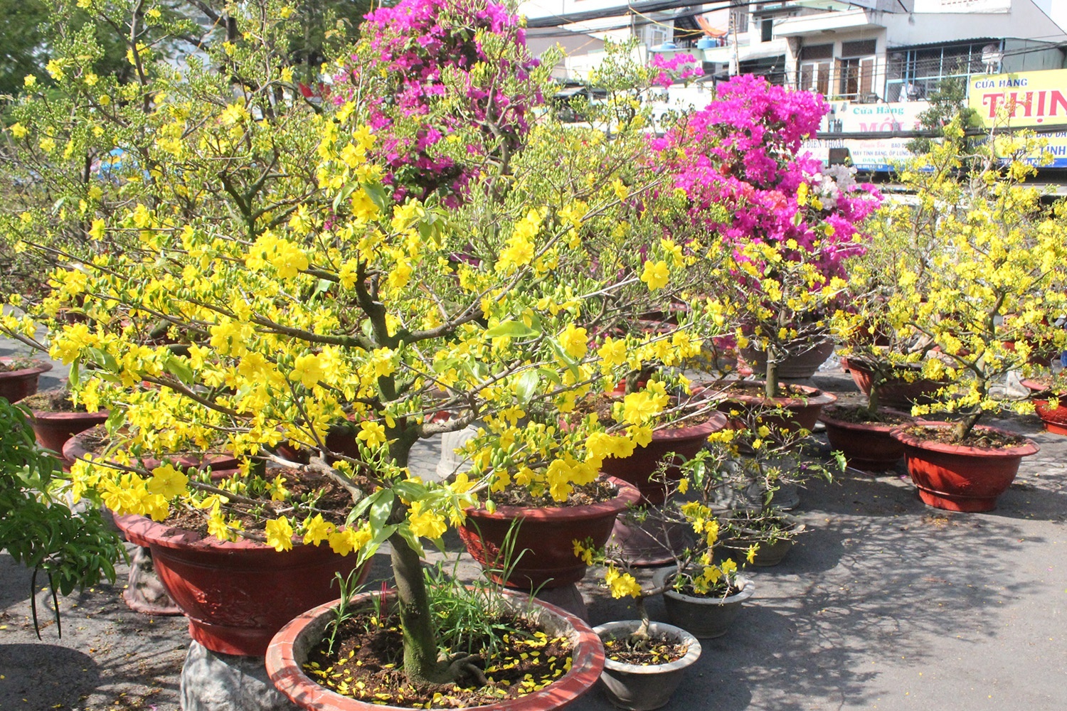 Trom ba cay mai lay tien mua ruou hinh anh