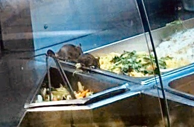 Aeon phan hoi ve vu chuot bo tren khay thuc an khu am thuc hinh anh