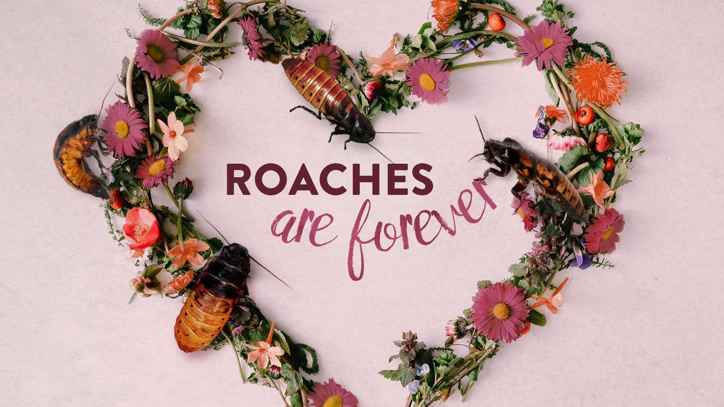 Clip dung gian lam qua tang ngay le tinh yeu hinh anh