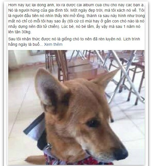bức ảnh cuối cùng của chú chó cứu chủ ảnh 1 buc anh cuoi cung cua chu cho cuu chu anh 1