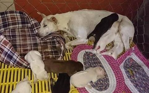 Nhom ban tre cuu cho me va dan con bi bo roi trong hang hinh anh