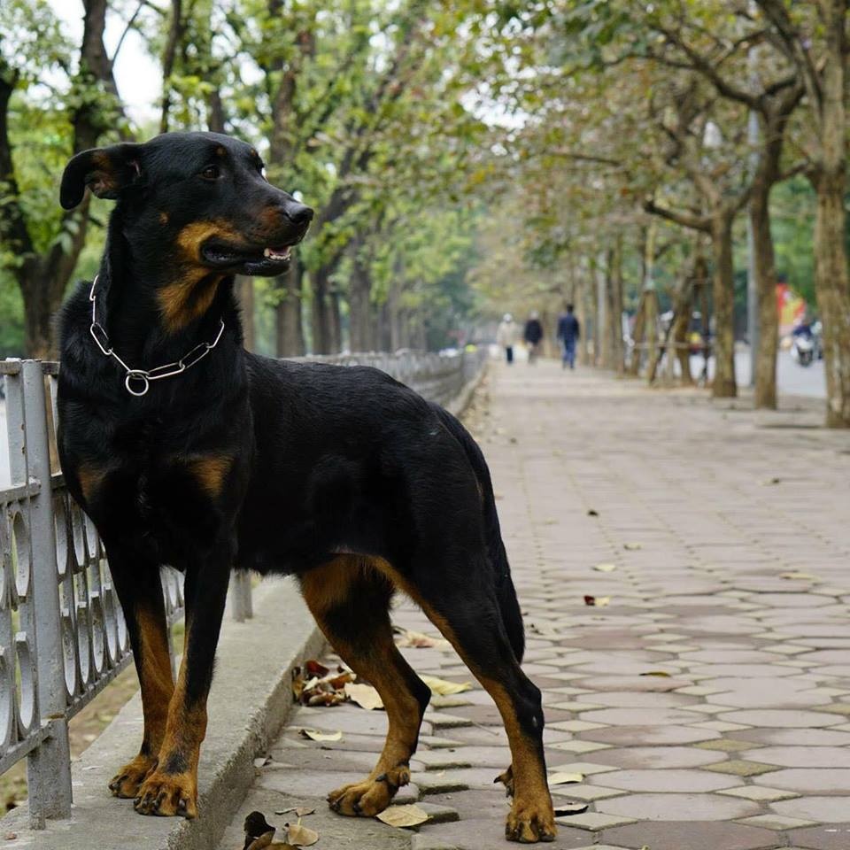 câu chuyện đàn chó bị đánh bả chết ảnh 4 cau chuyen dan cho bi danh ba chet anh 4