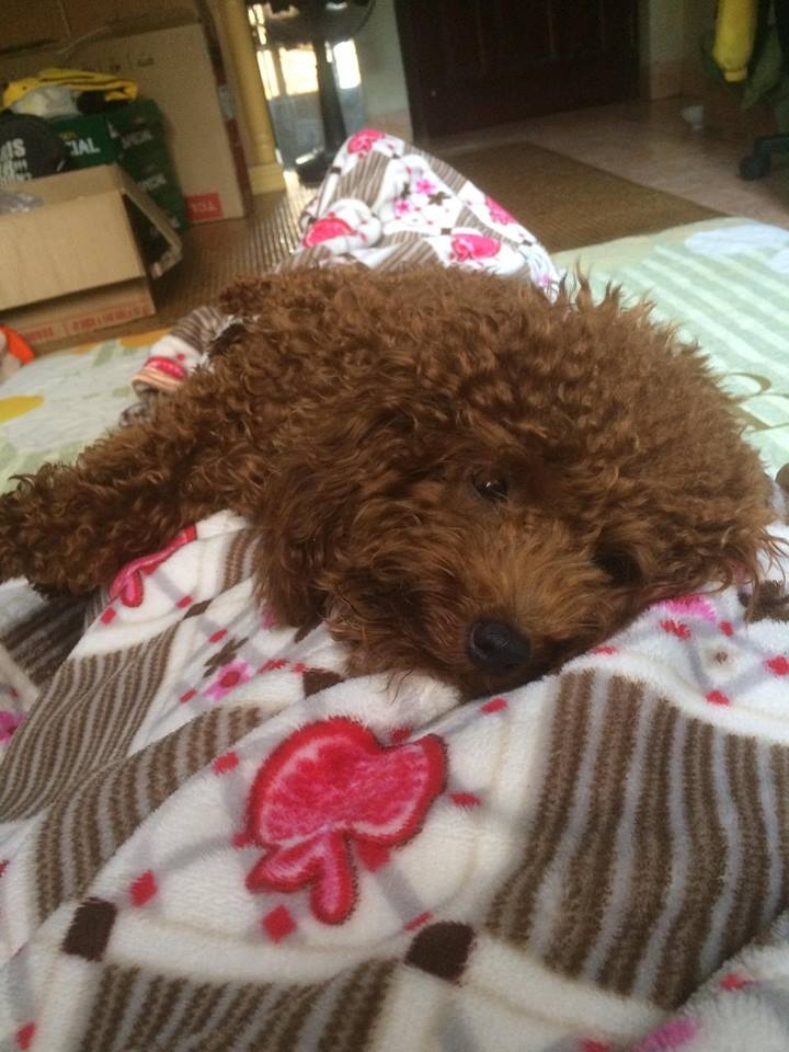 chú chó bị đánh hỏng mắt ảnh 2 chu cho bi danh hong mat anh 2