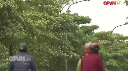 Noi am anh mui hoa sua hinh anh