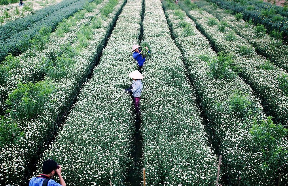 loại hoa đặc trưng ở Hà Nội ảnh 8 loai hoa dac trung o Ha Noi anh 8