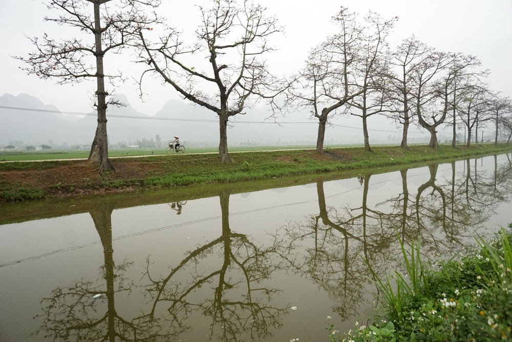 loại hoa đặc trưng ở Hà Nội ảnh 3 loai hoa dac trung o Ha Noi anh 3