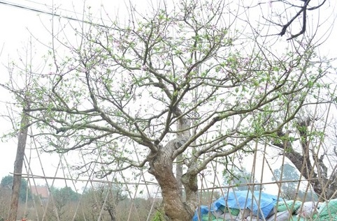 loại hoa đặc trưng ở Hà Nội ảnh 1 loai hoa dac trung o Ha Noi anh 1