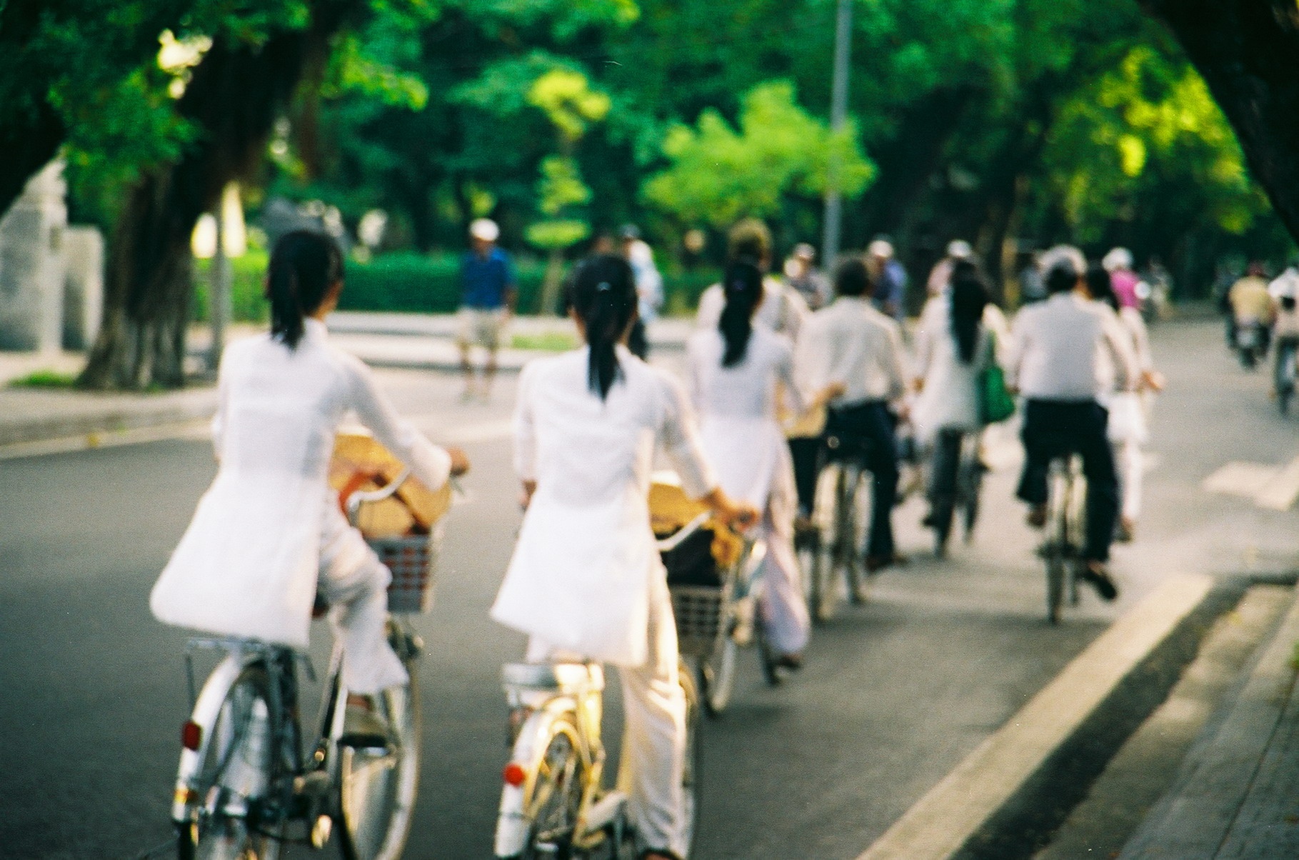 loại hoa đặc trưng ở Hà Nội ảnh 5 loai hoa dac trung o Ha Noi anh 5